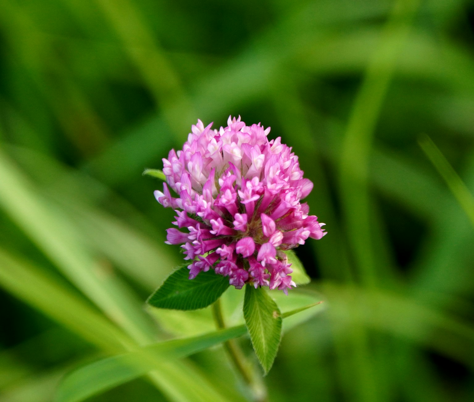 Flor de trébol rosa contra un fondo verde