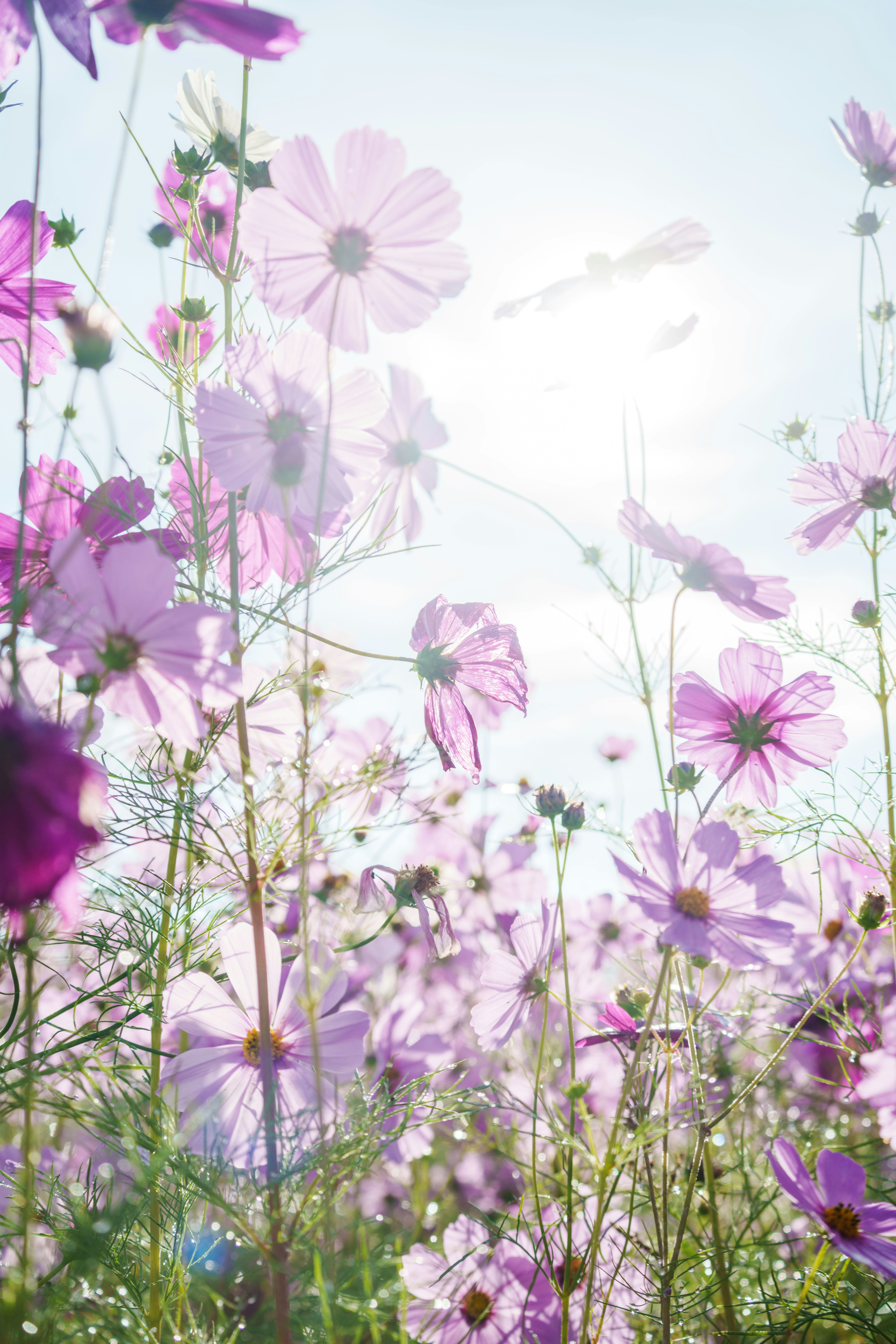 淡い空の下で咲くコスモスの花畑