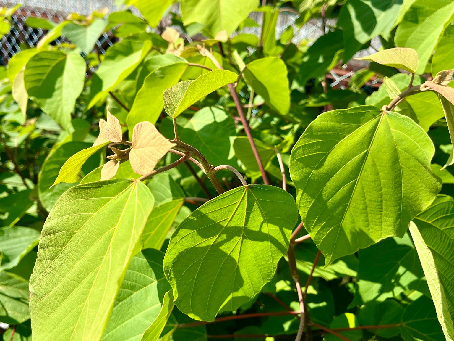 Kedekatan daun hijau subur pada tanaman