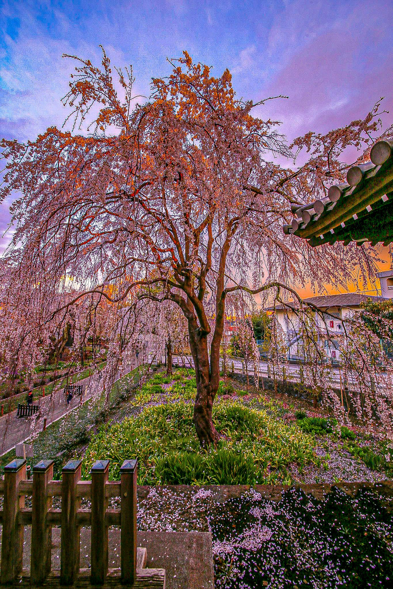 春の桜並木と花びらの小道