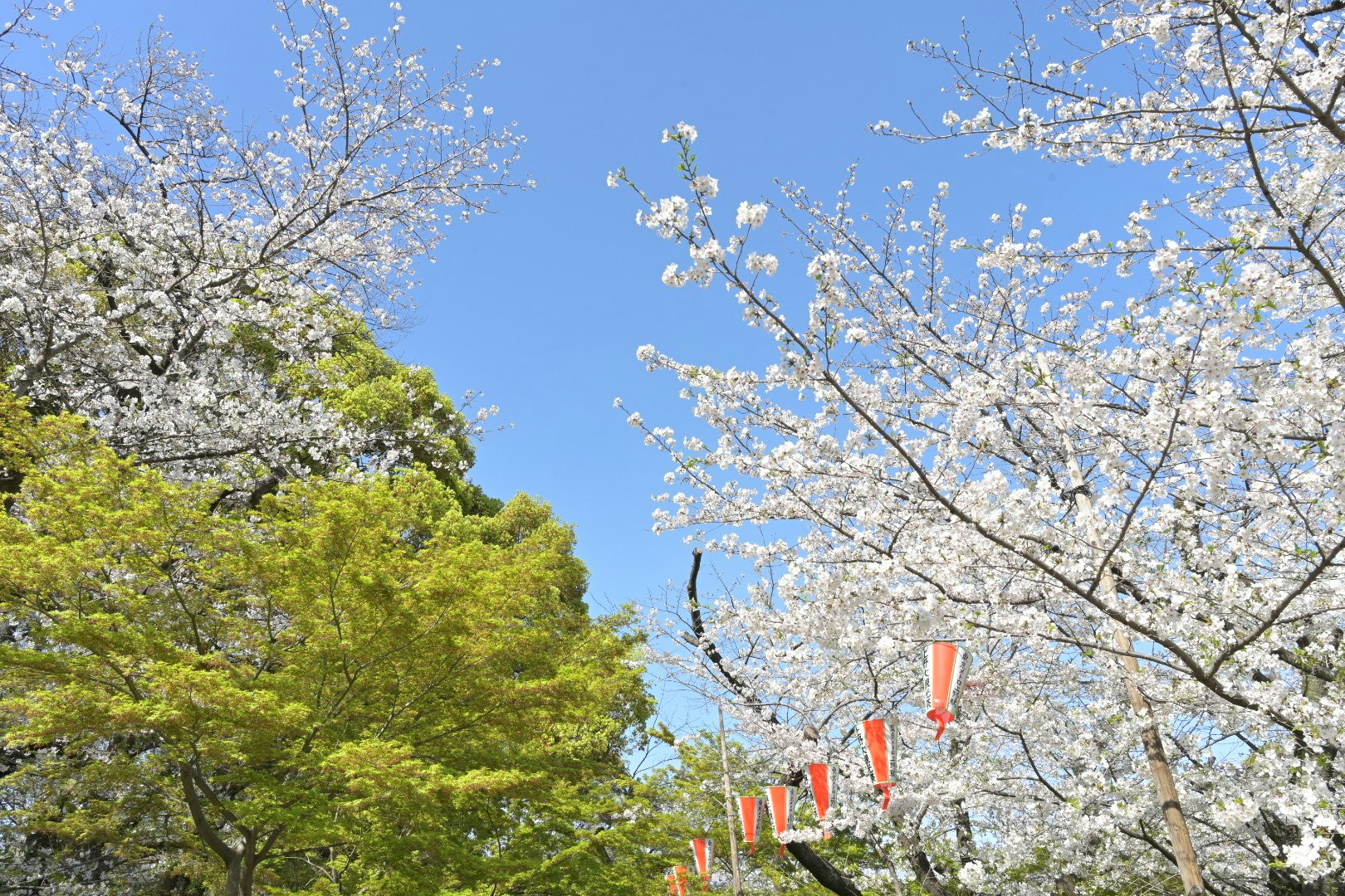 春の青空に咲く桜の並木と花見の提灯