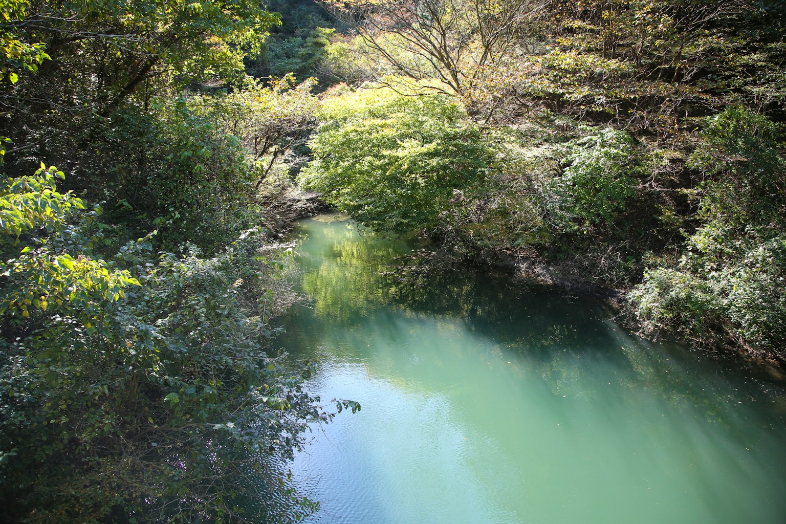 Río tranquilo con agua verde rodeado de árboles frondosos