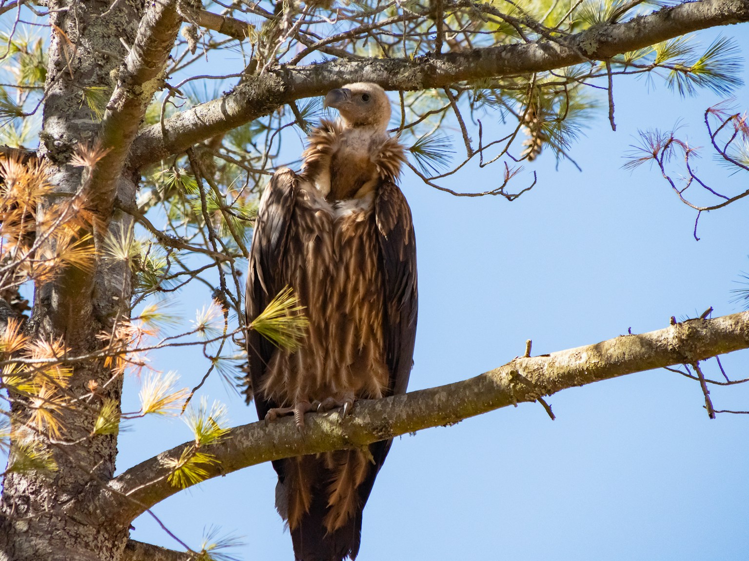 Un majestuoso águila posada en una rama de árbol con un cielo azul claro