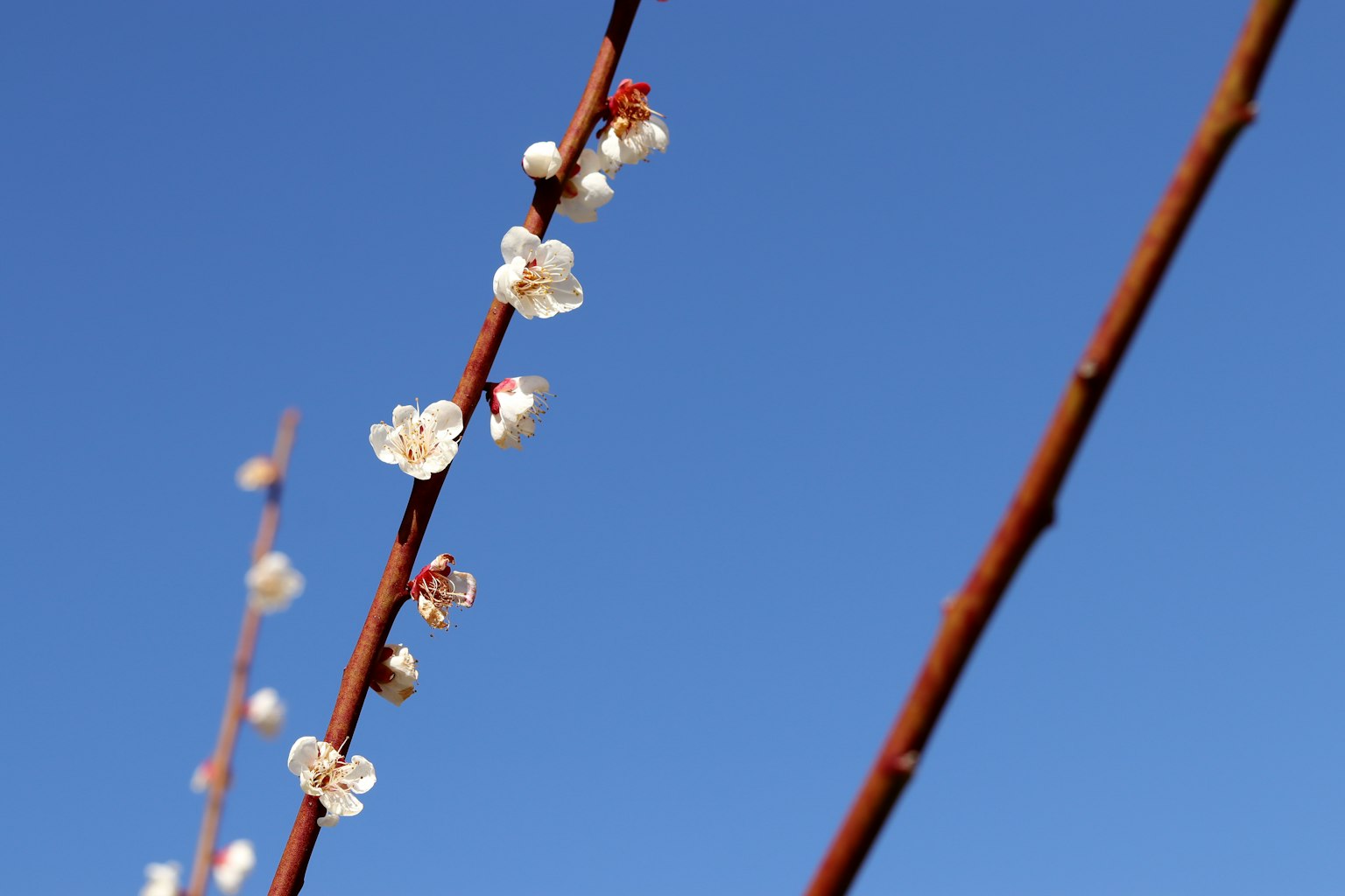 Ramas delgadas con flores blancas contra un cielo azul