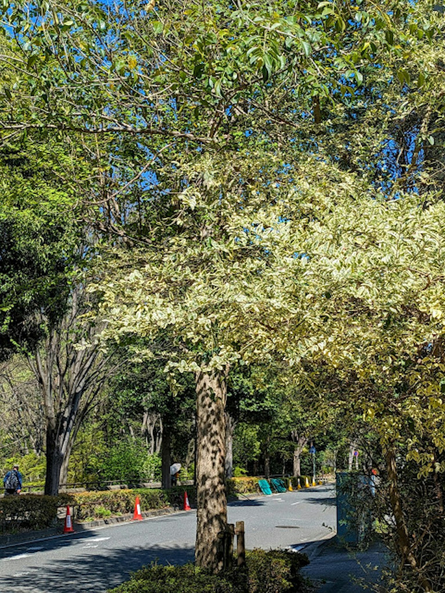 Un árbol con flores blancas en un entorno de parque frondoso rodeado de vegetación