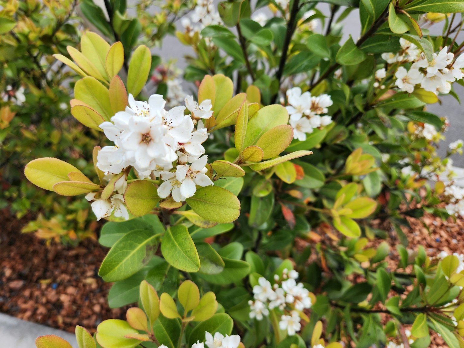 Primo piano di una pianta con fiori bianchi e foglie verdi