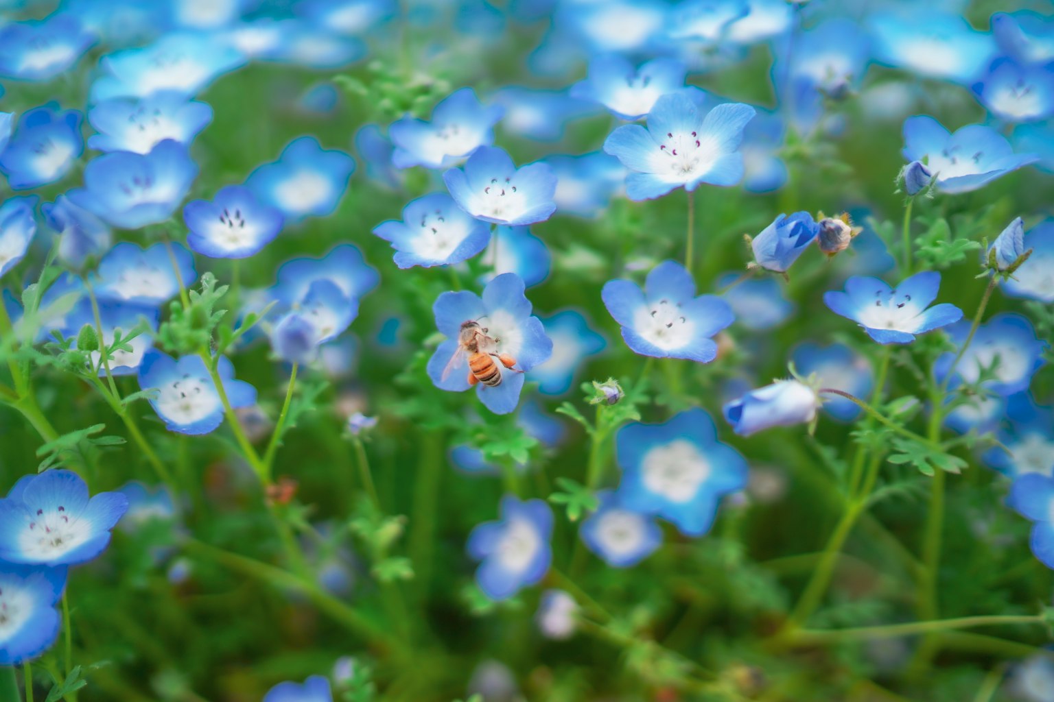 A field of blue flowers with a small bee among them