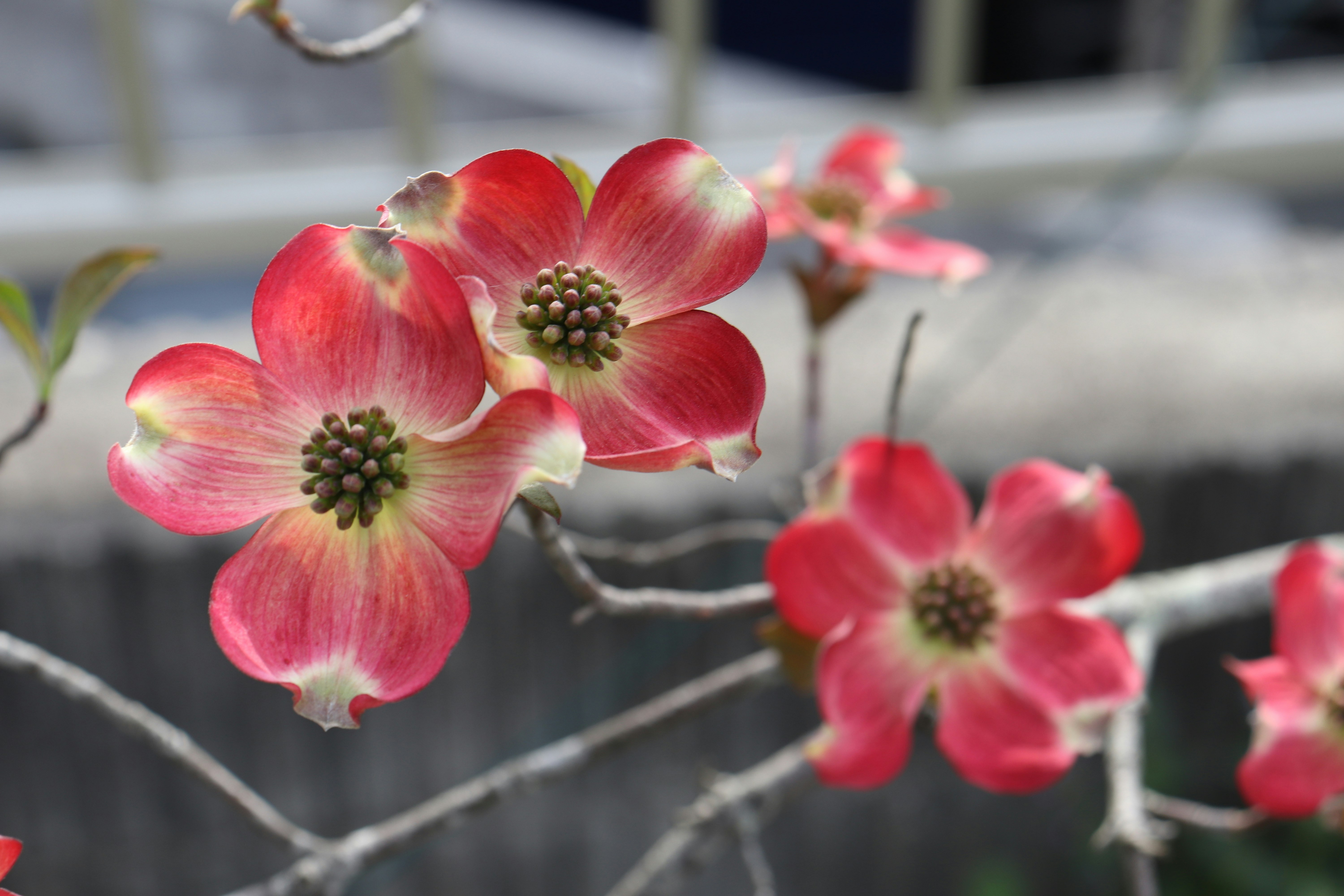 Cận cảnh hoa dogwood màu hồng phấn và đầu cành
