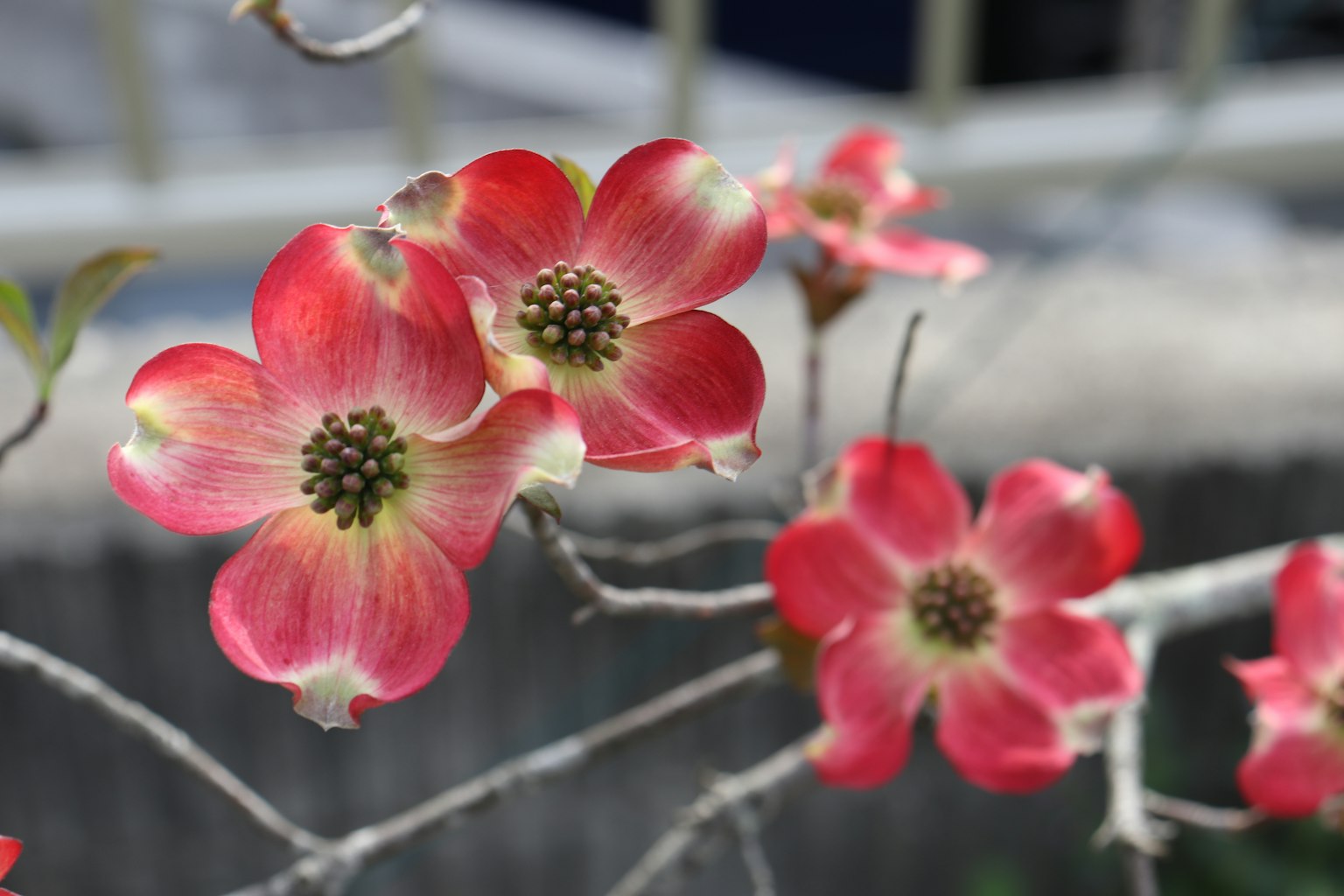 Nahaufnahme von blühenden rosa Hartriegelblüten an einem Zweig
