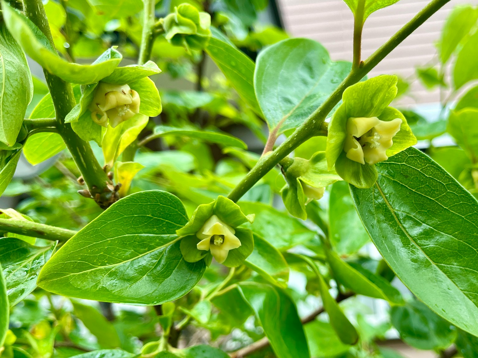 Close-up of a plant with green leaves and flowers
