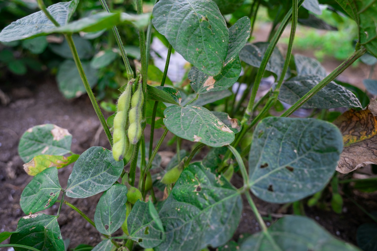 Pianta di soia verde con foglie e baccelli visibili