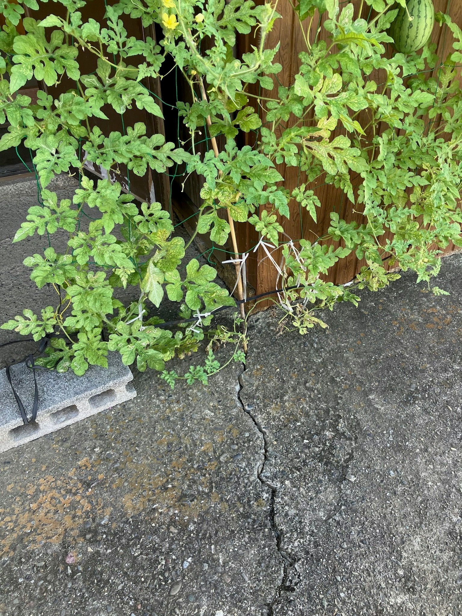 裂縫的瀝青與爬行的綠色植物的圖像