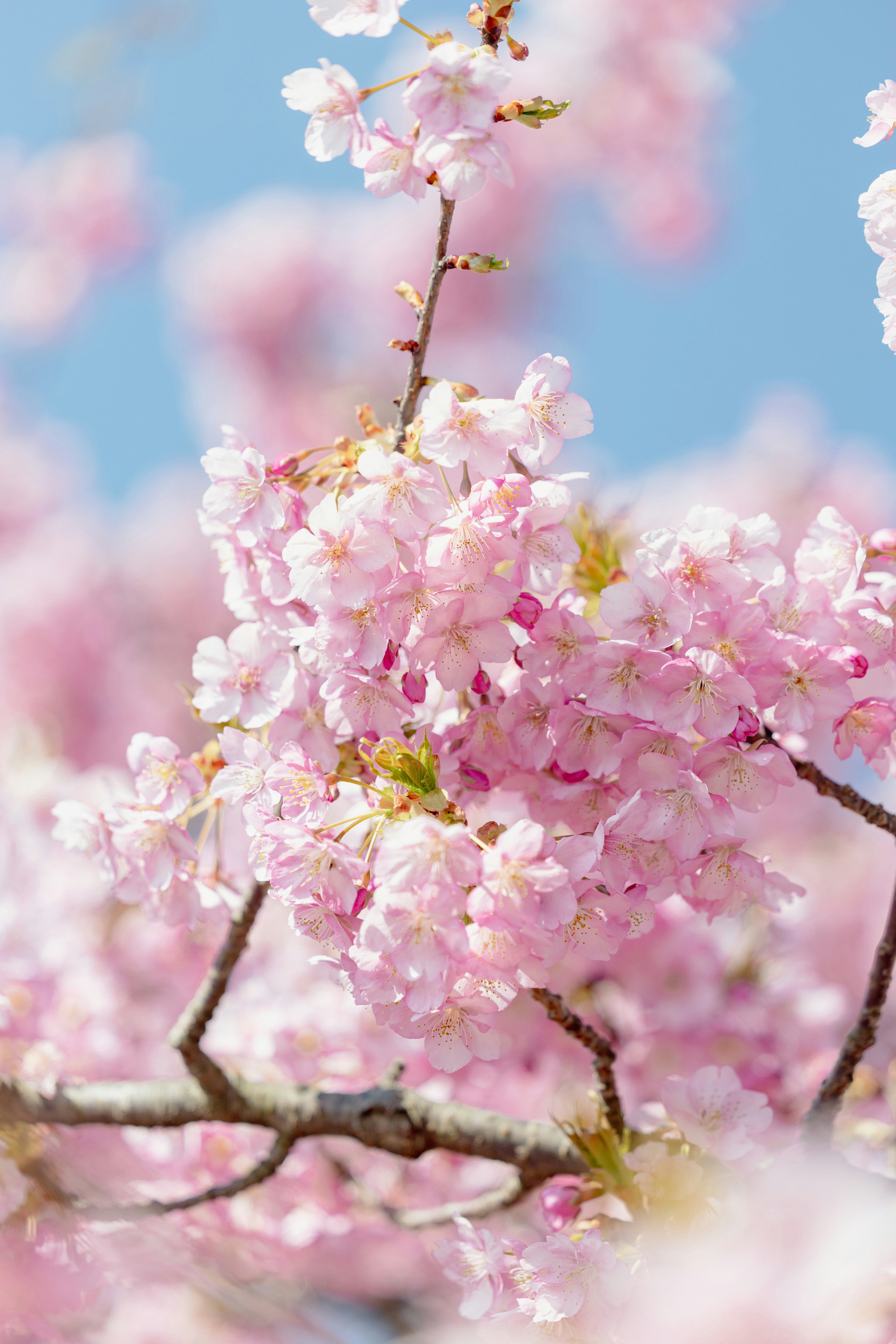 河津桜の淡いピンクの花が咲く枝先