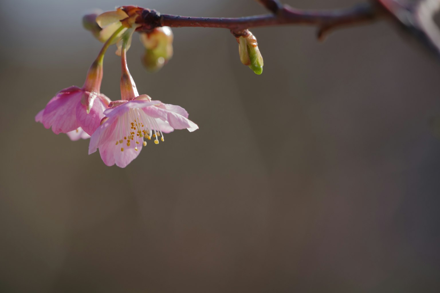 Close-up of cherry blossom flowers with delicate pink petals