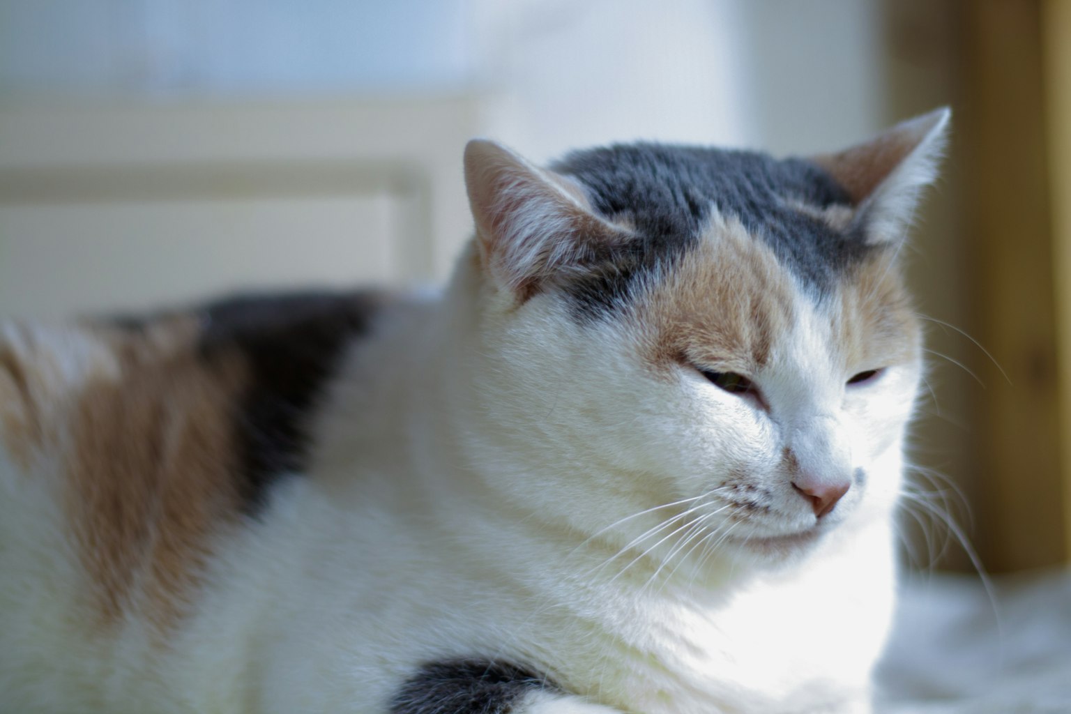 Un gatto con pelo bianco e macchie marroni e grigie sdraiato tranquillamente con un'espressione serena