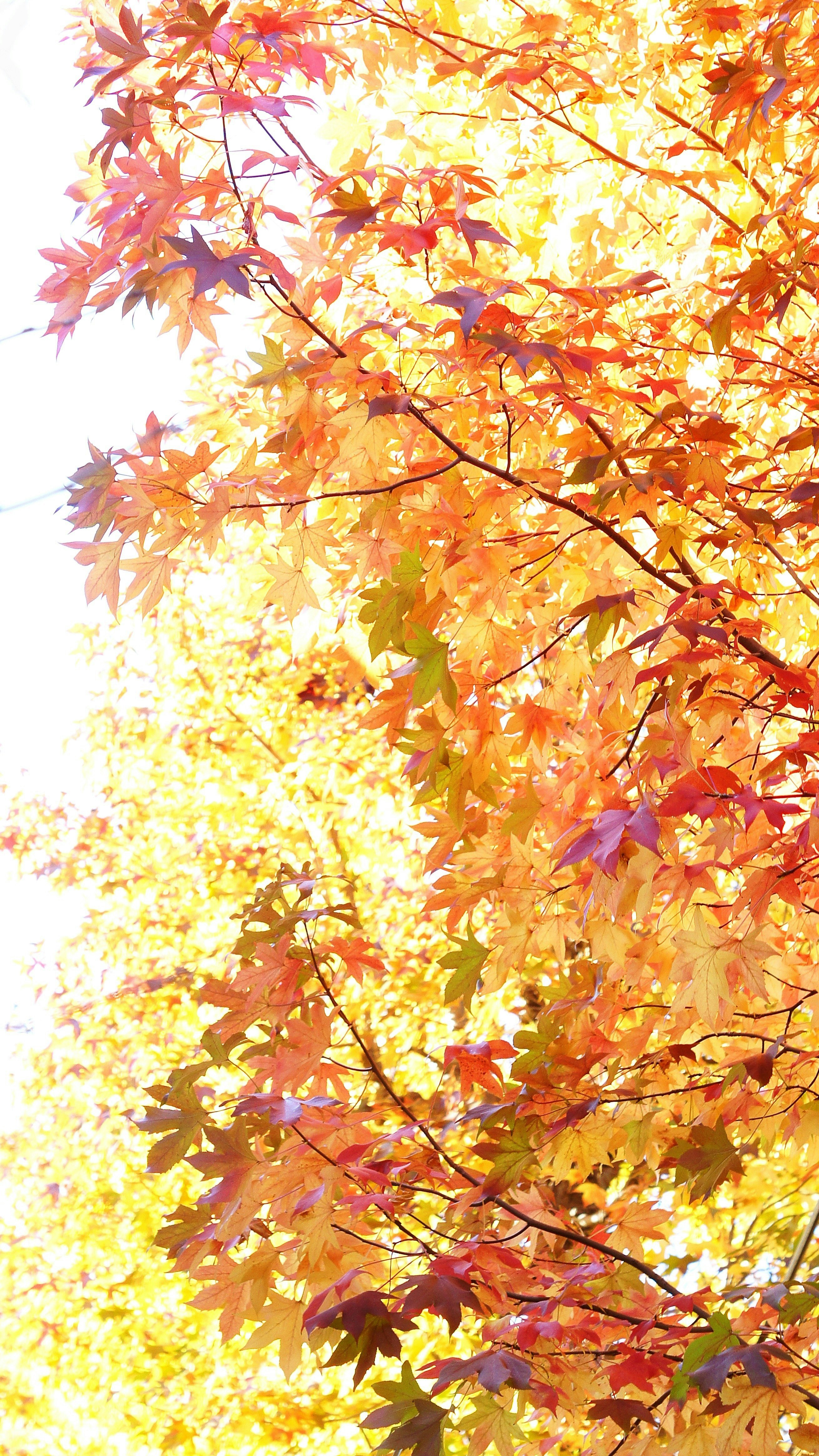 紅葉の並木道の街路樹を見上げる秋の枝葉