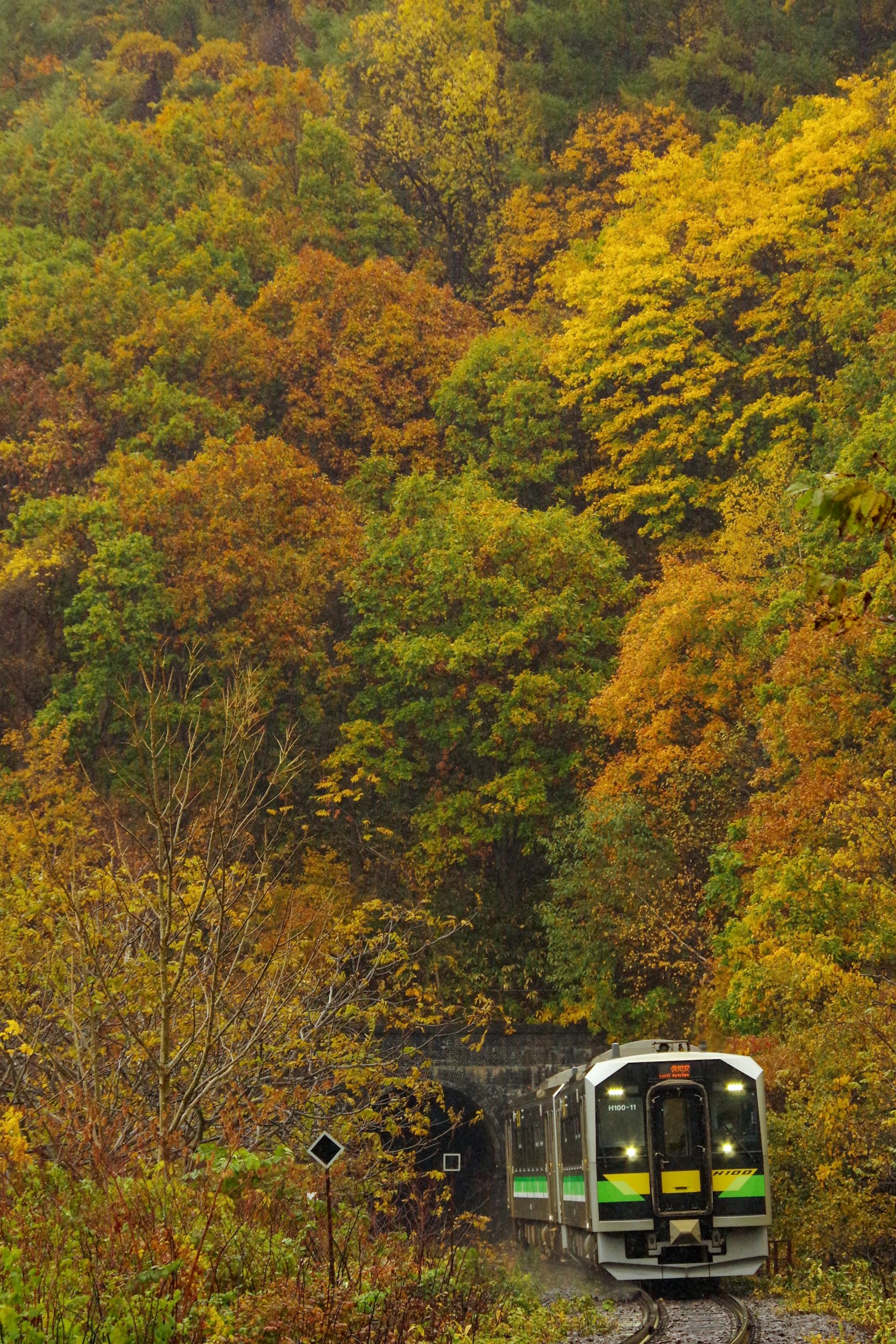 Train traversant un feuillage d'automne vibrant