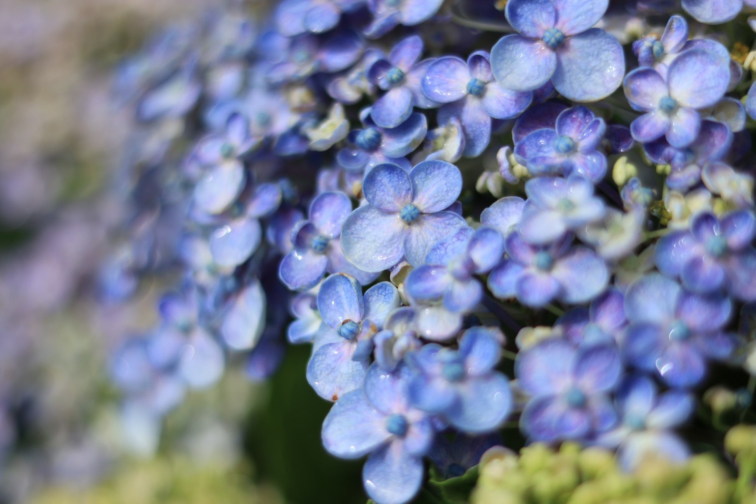 Close-up of blue flower petals with dew drops