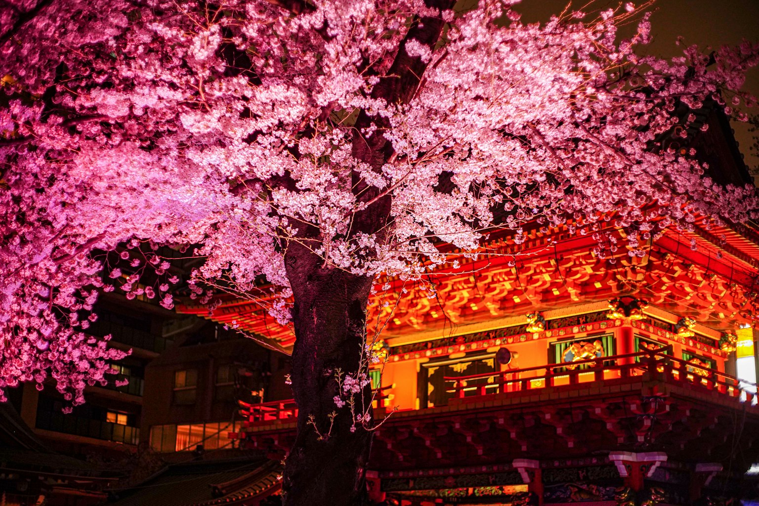 夜樱和红色建筑的美丽对比