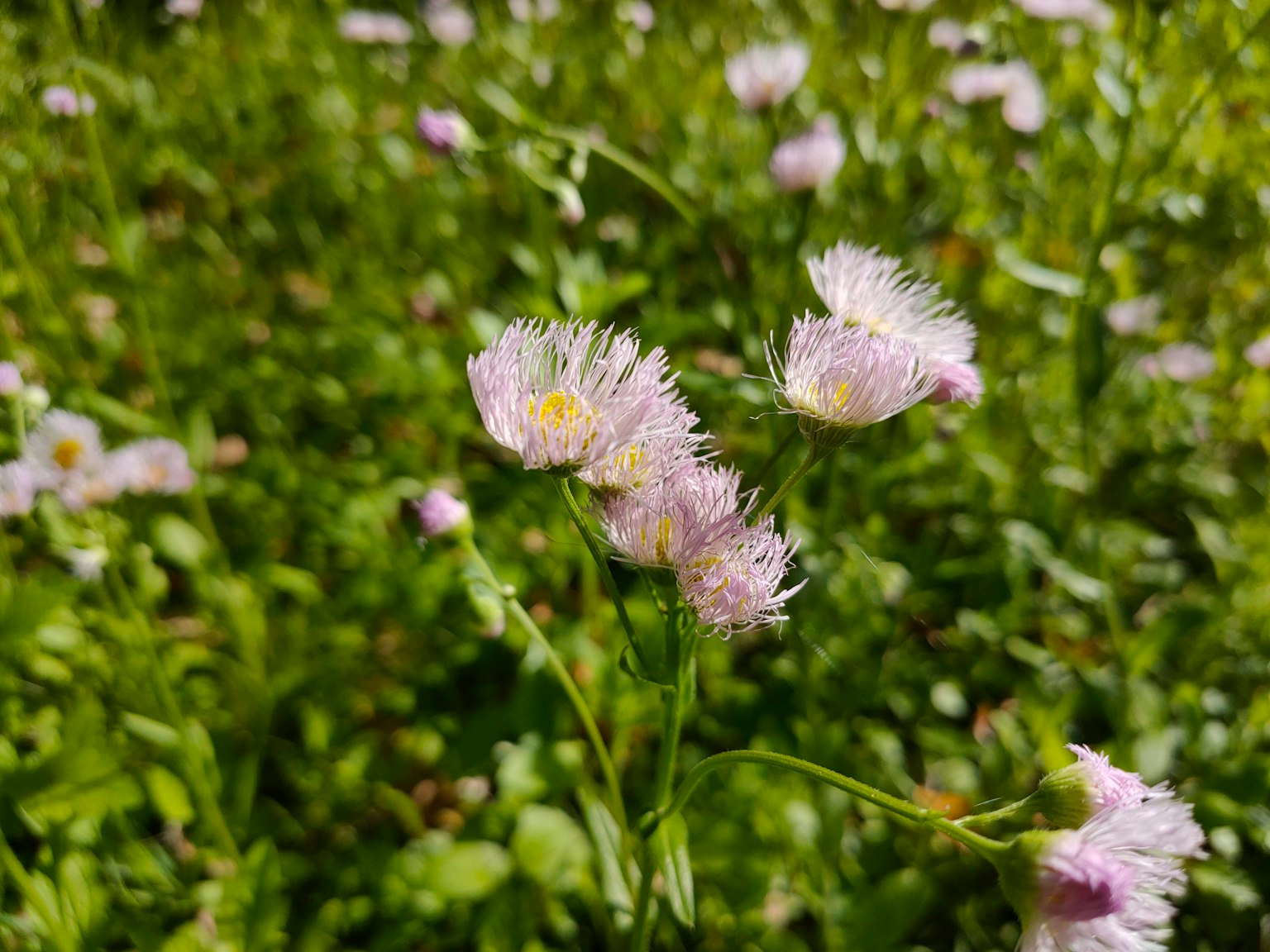 Gros plan de fleurs violettes délicates dans un champ vert