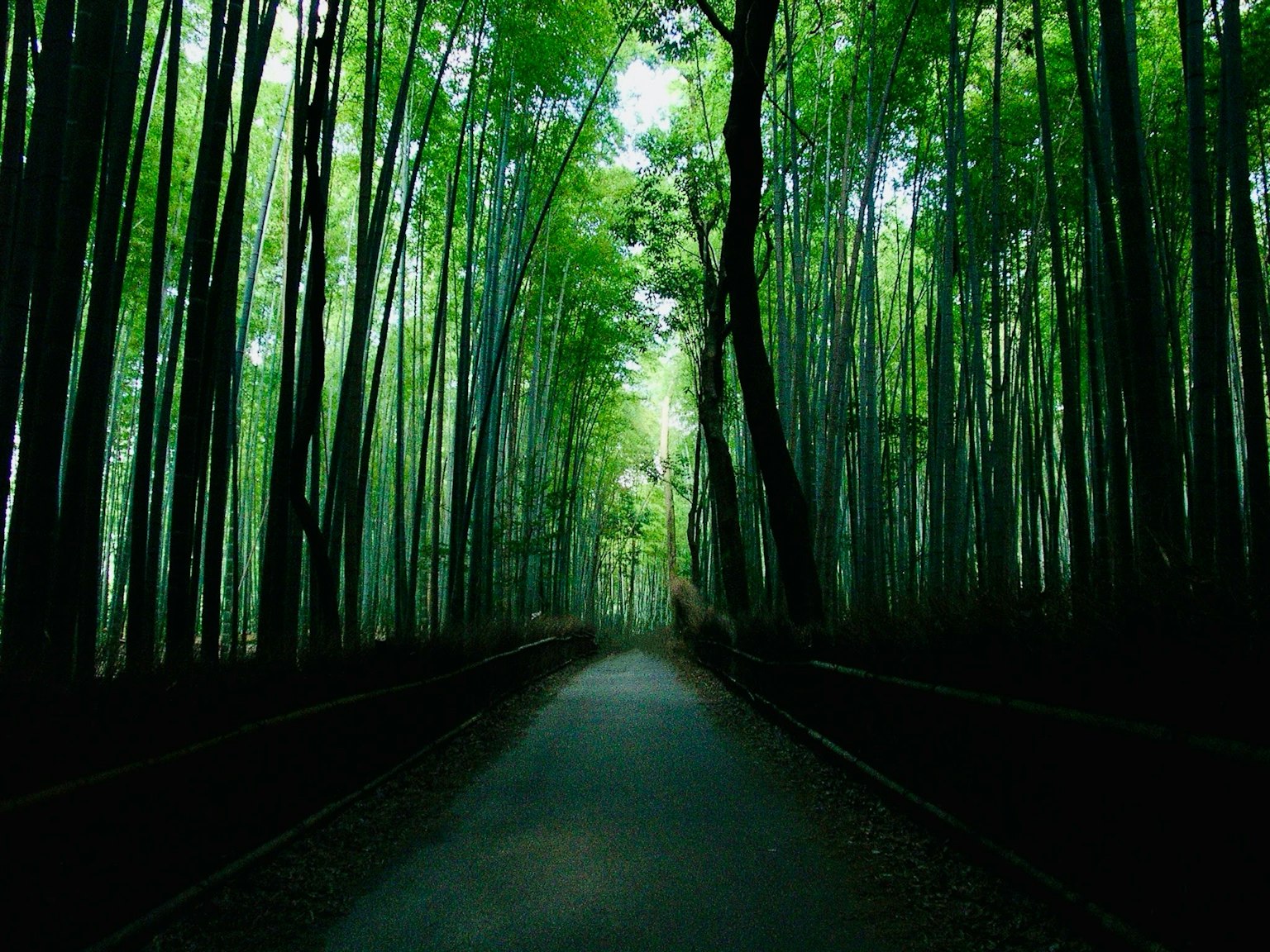 A serene pathway surrounded by lush green trees
