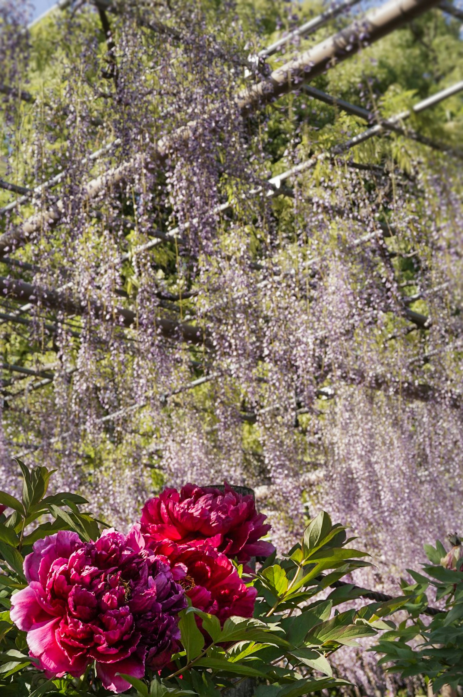 Fiori di peonia rosa vivaci con glicine viola che scende in un giardino