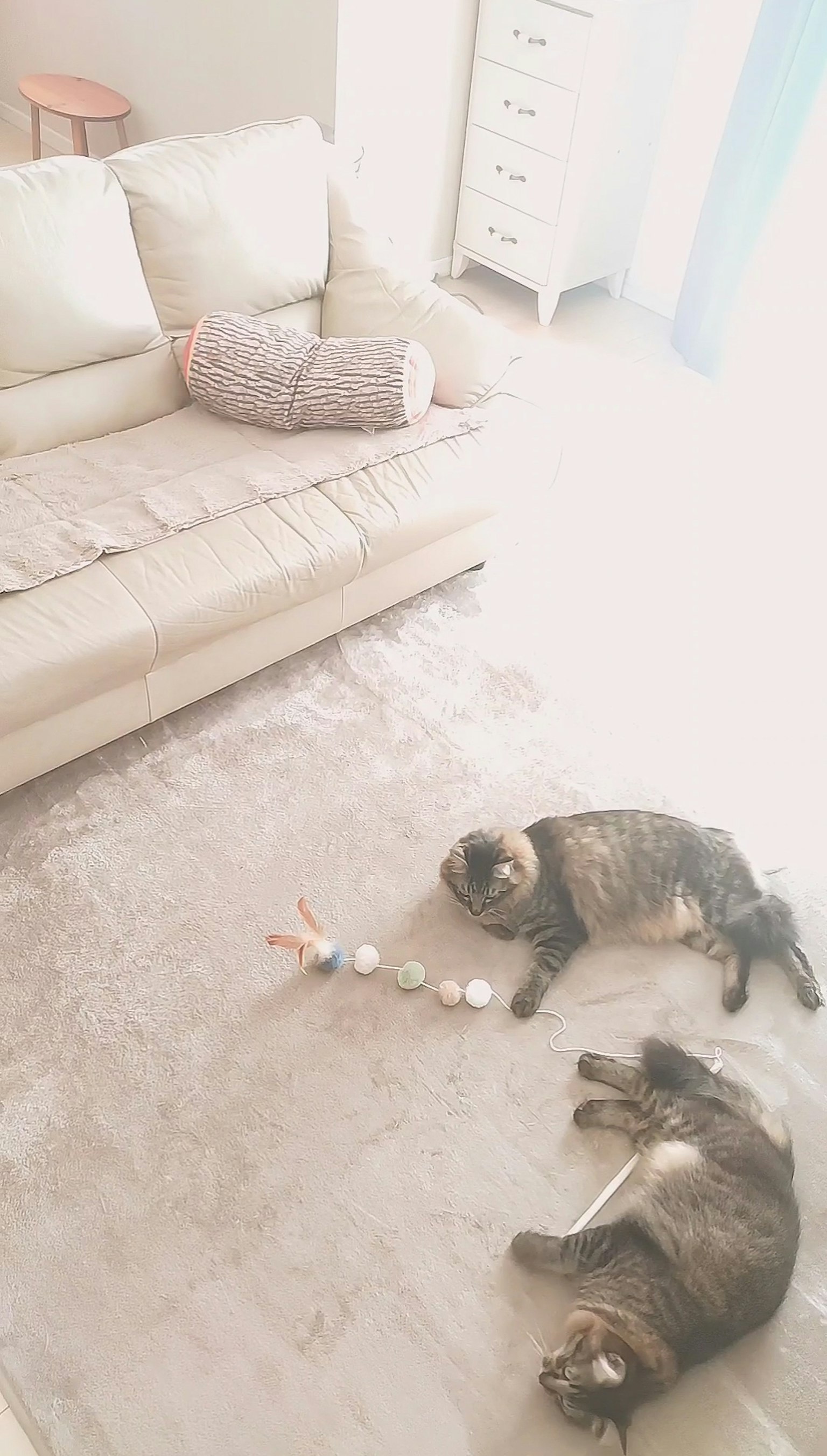 Deux chats allongés dans un salon avec un jouet
