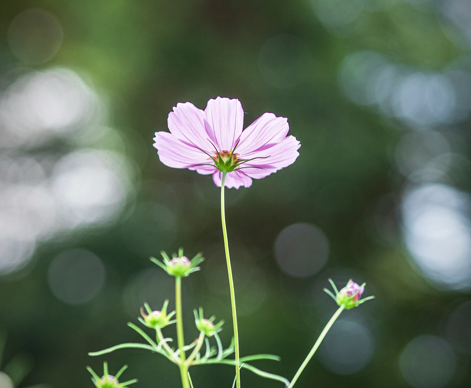 Un fiore viola chiaro si erge su un gambo con uno sfondo sfocato