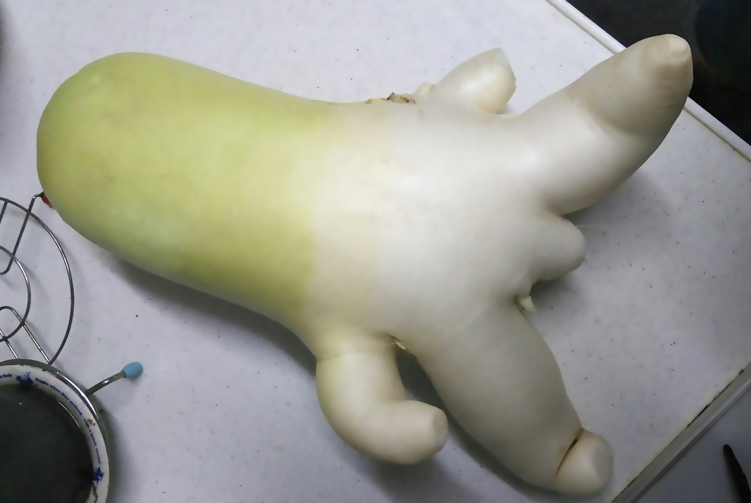 形狀奇特的蔬菜像白蘿蔔，綠色和白色漸變