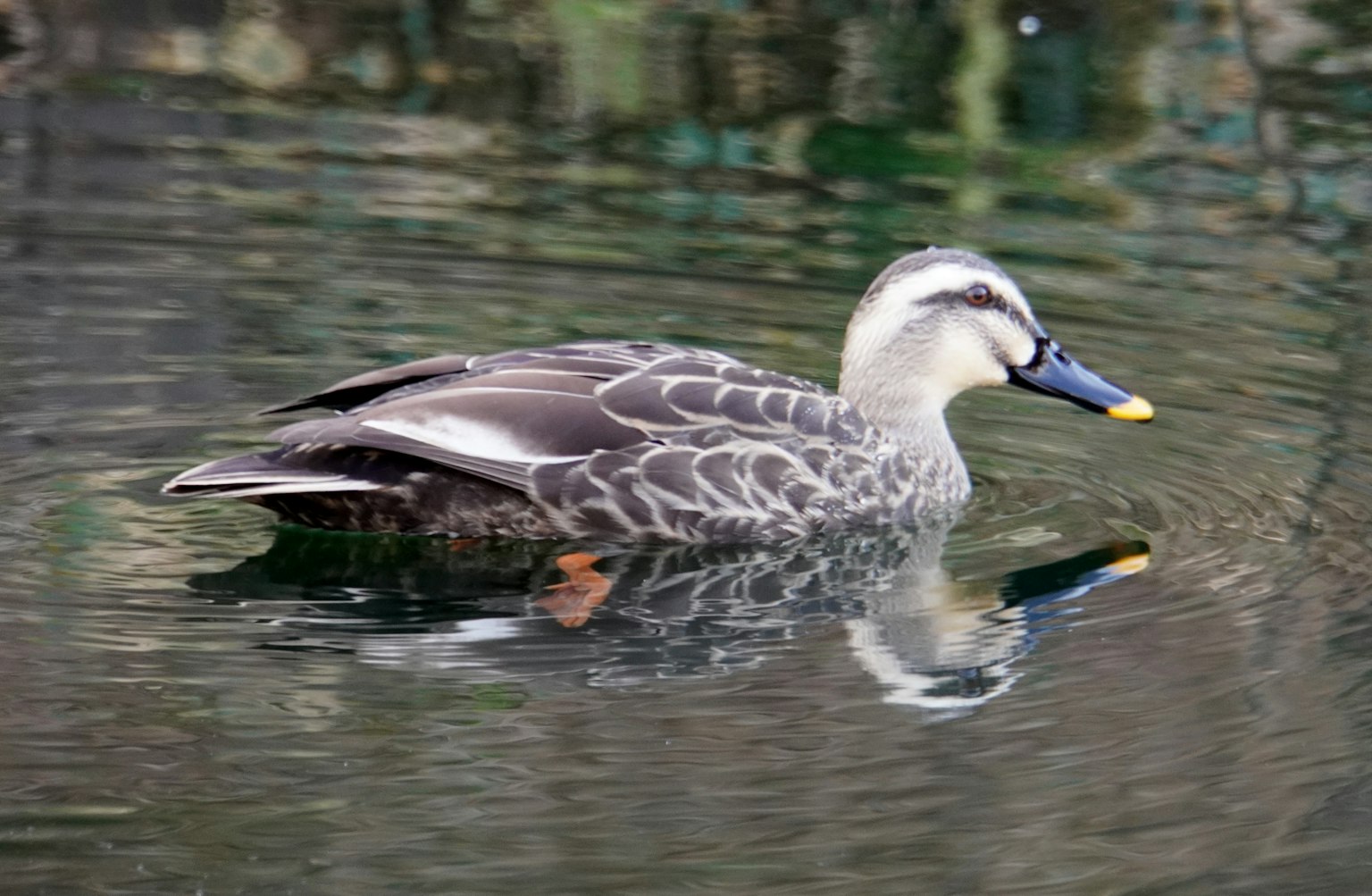 Seitenansicht einer Ente, die auf dem Wasser schwimmt, mit auffälligen Federmustern und Farben