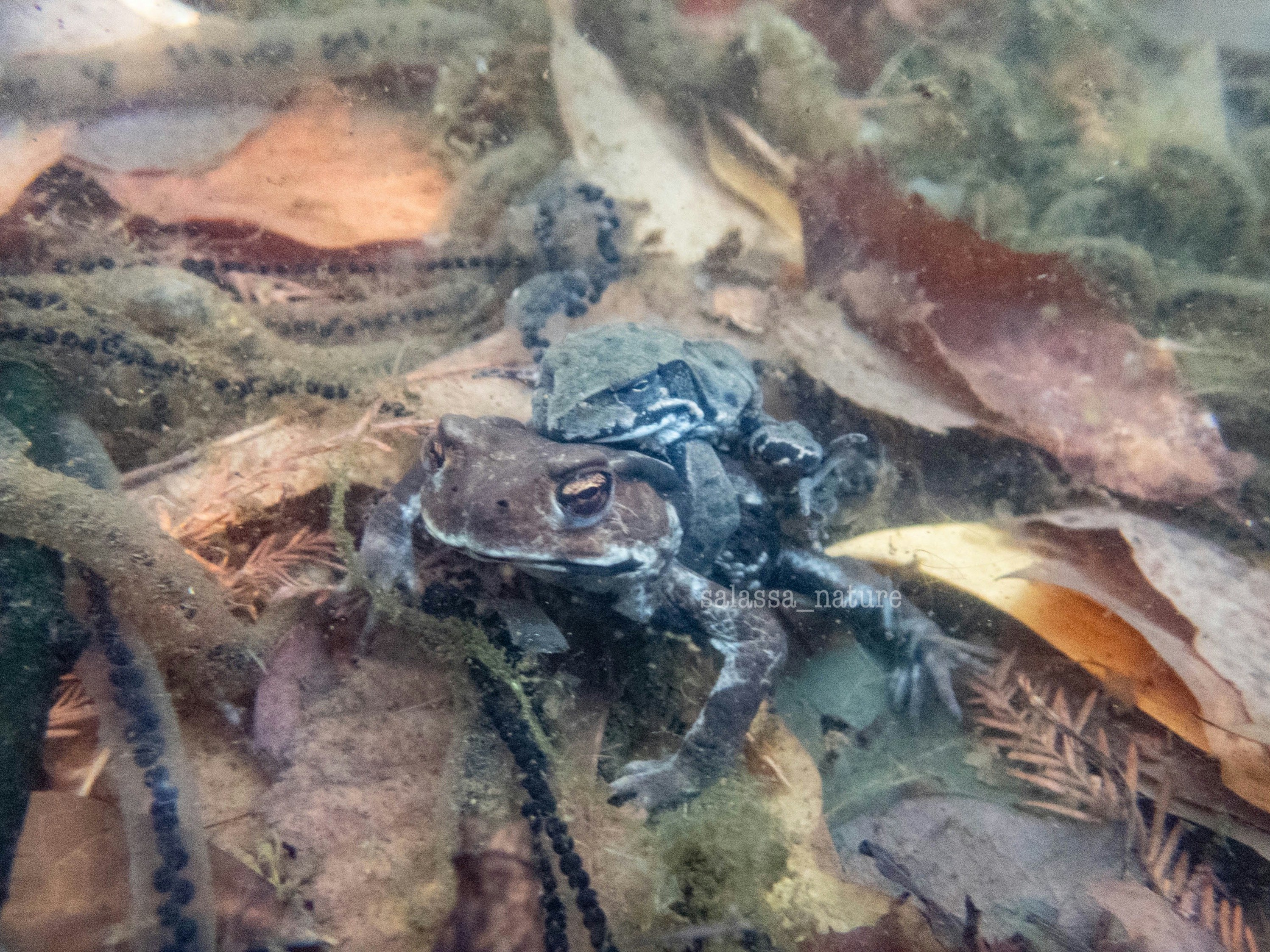 ヒキガエルを抱くアカガエルのアップ（東京で撮影）