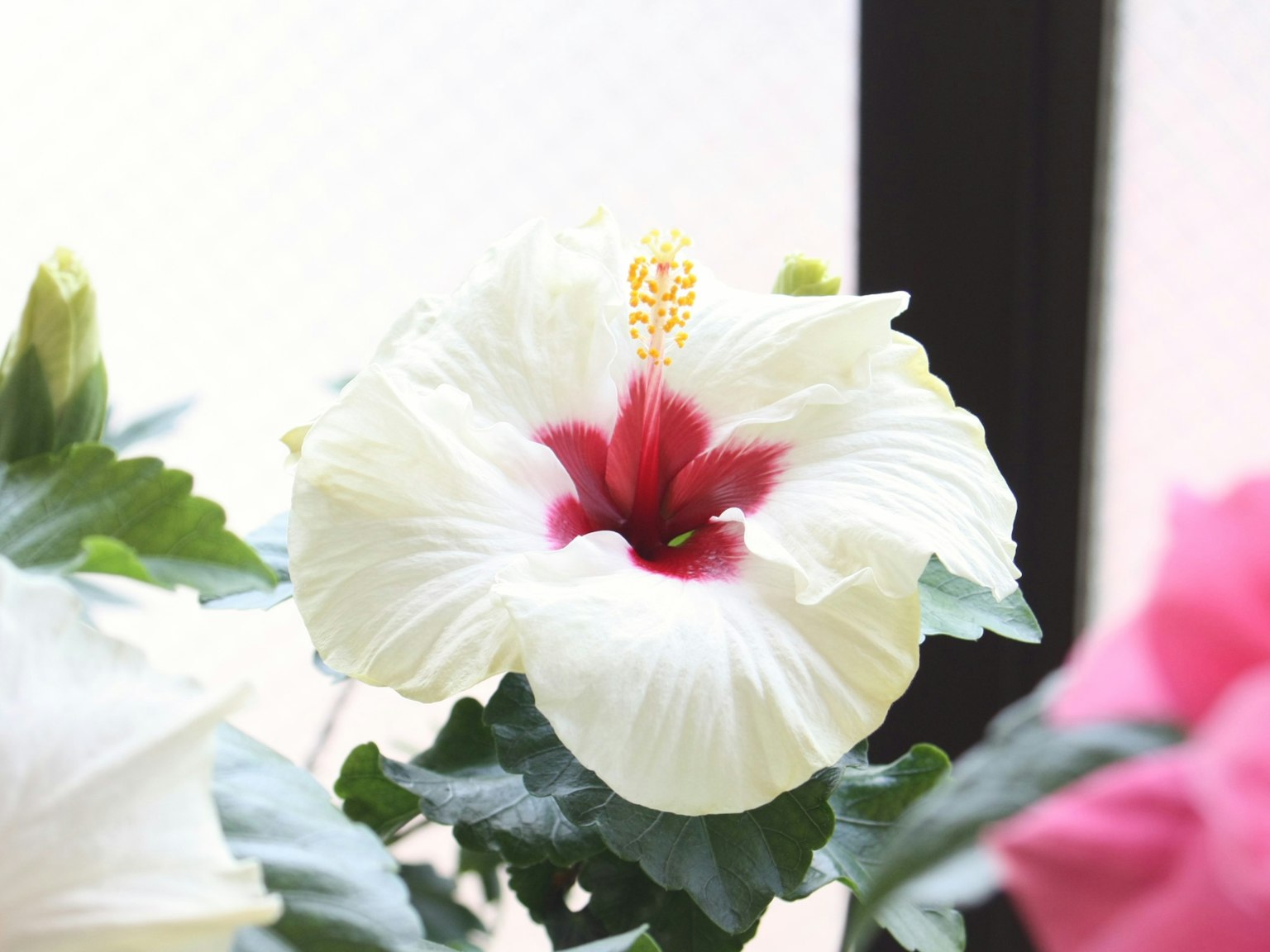 White hibiscus flower with red center and yellow stamens