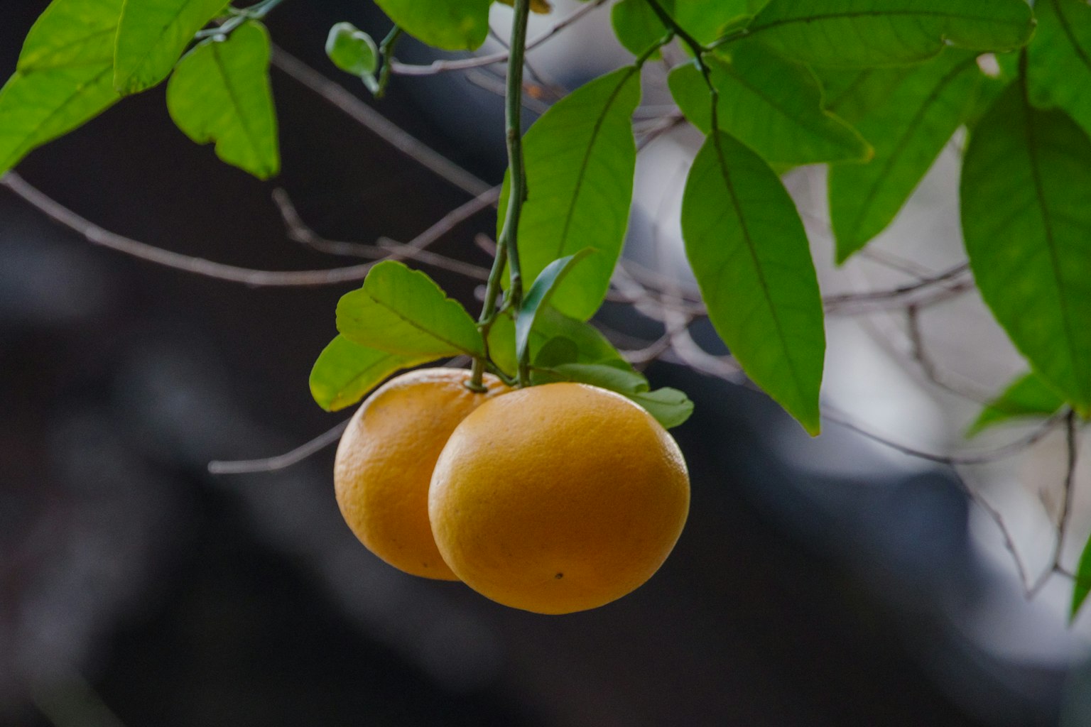 Deux fruits orange suspendus parmi des feuilles vertes