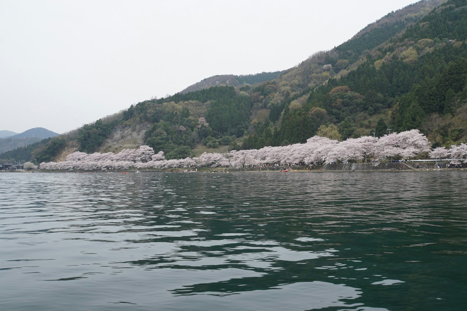水边樱花树和背景山脉的风景