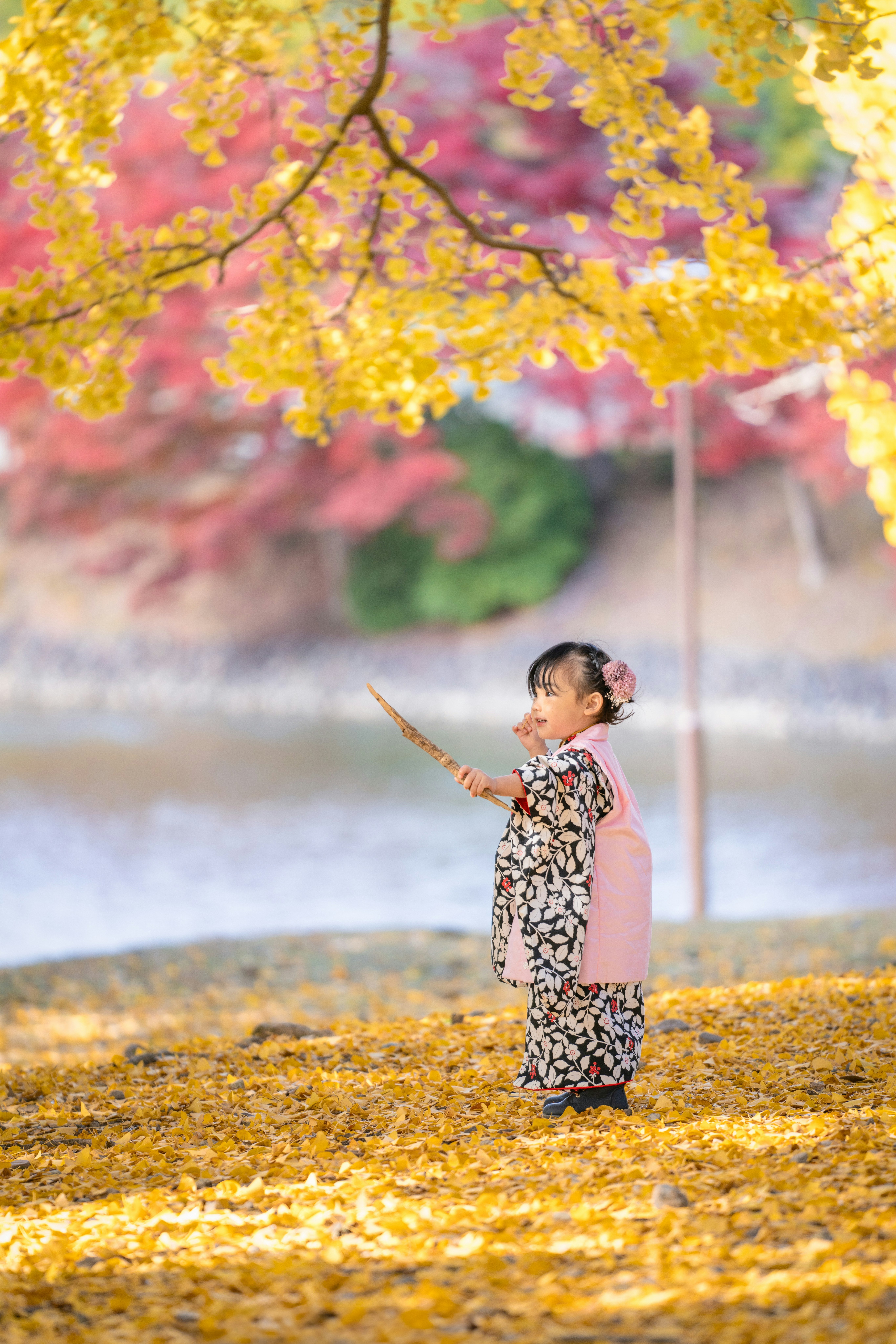 七五三の着物姿の子どもと色づく桜の花