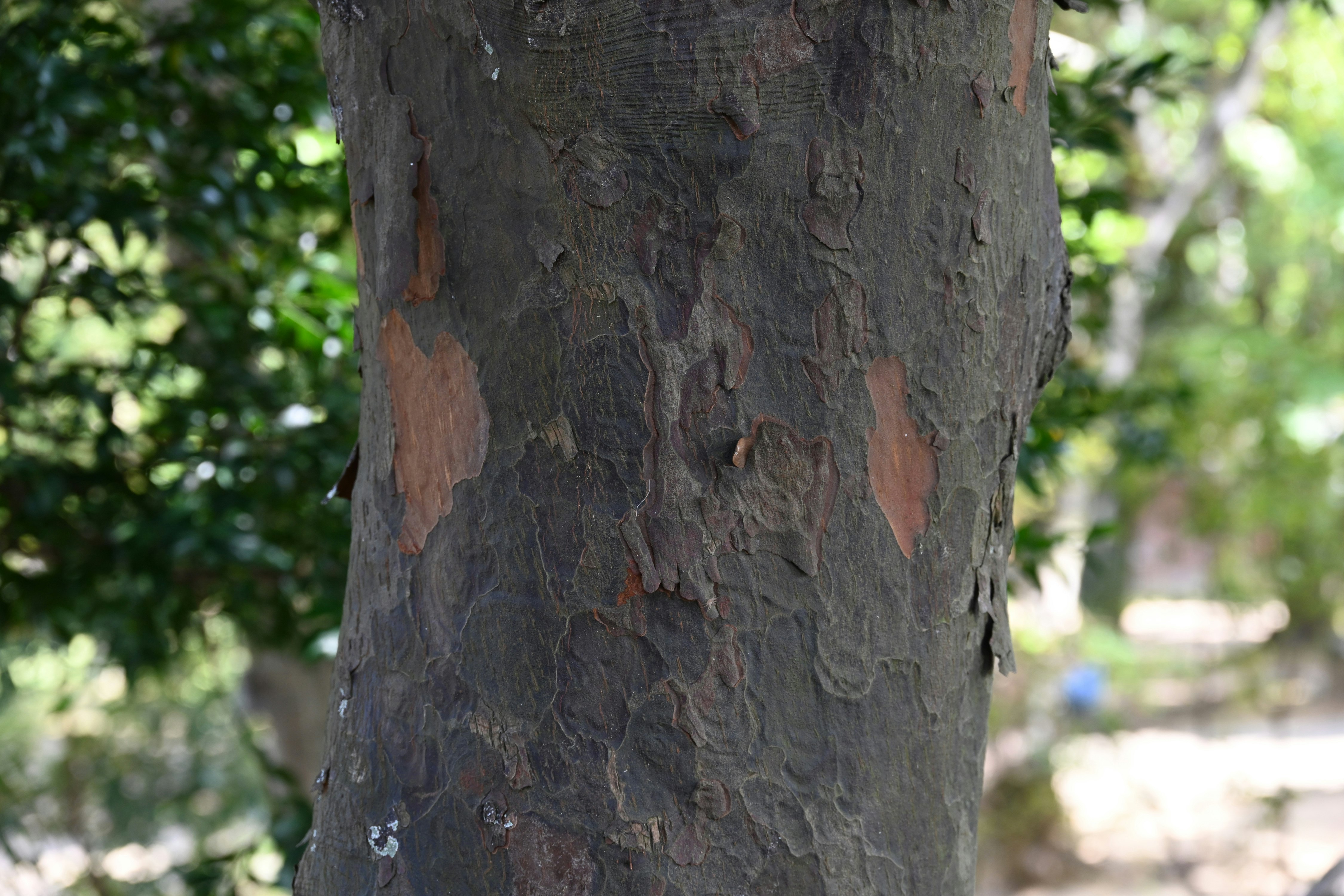 close-up of a tree trunk with textured bark