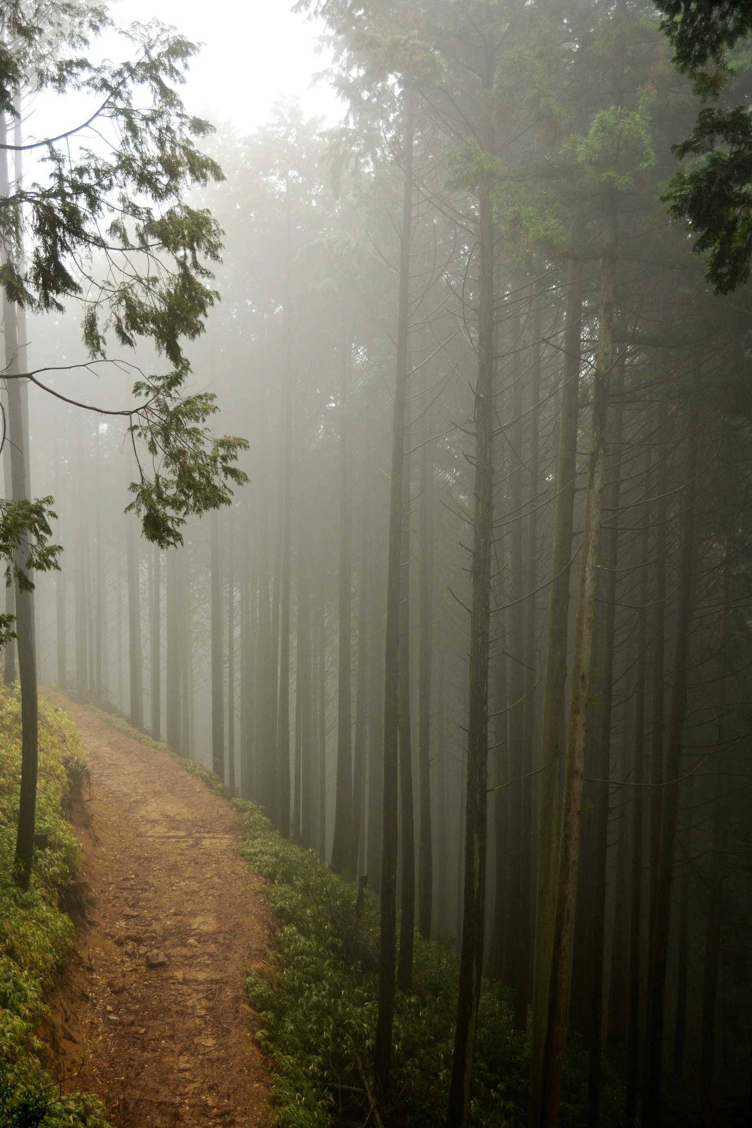 Un chemin forestier brumeux serpentant à travers de grands arbres