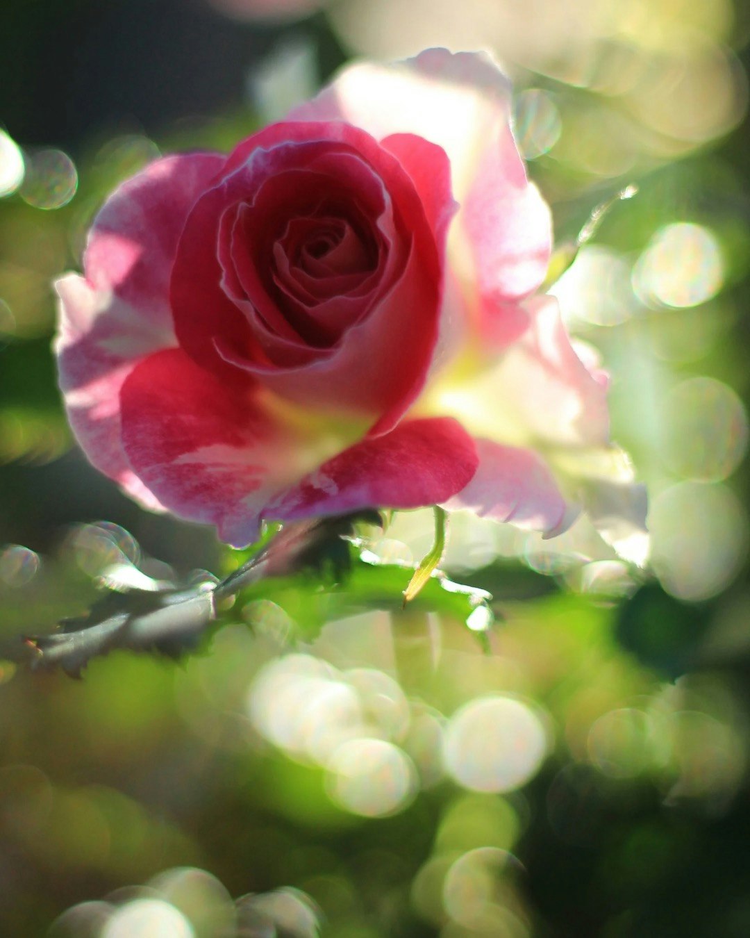 新緑の中で咲く春薔薇のクローズアップ