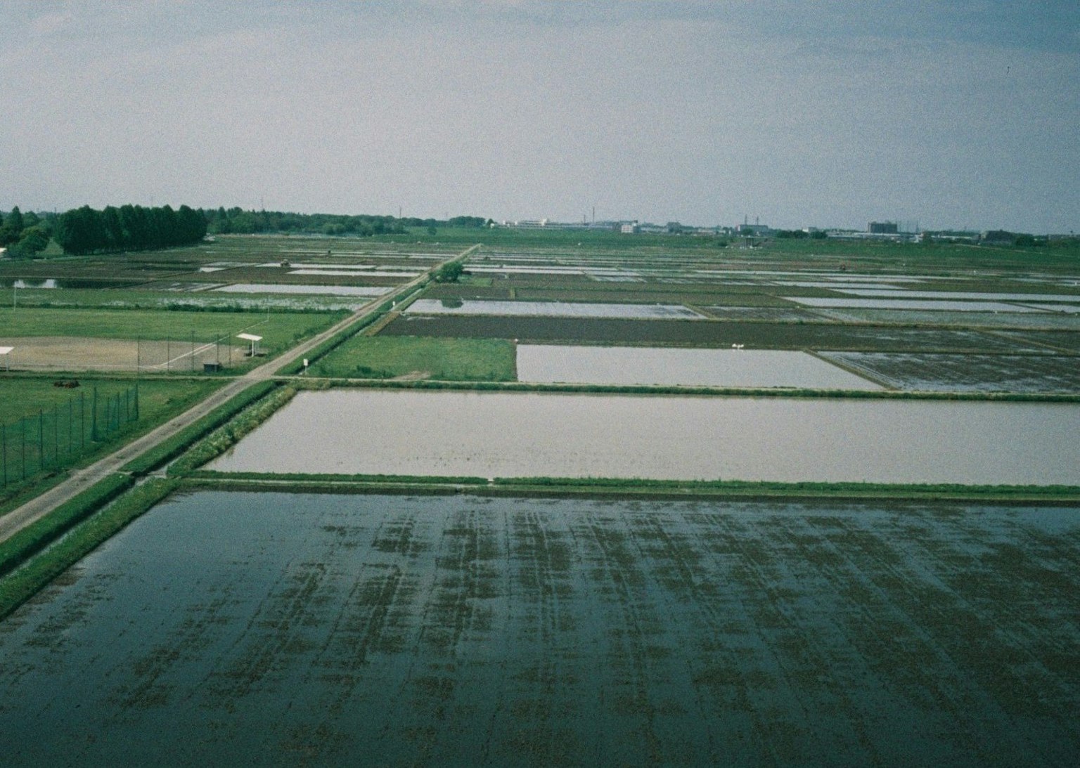Expansive rice fields under a blue sky