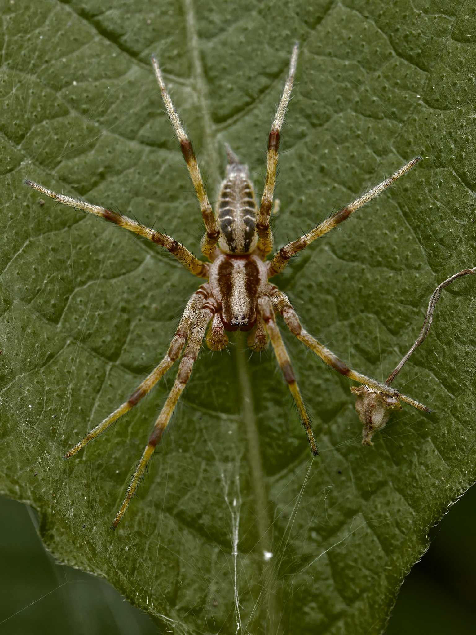 Gros plan d'une araignée mince sur une feuille