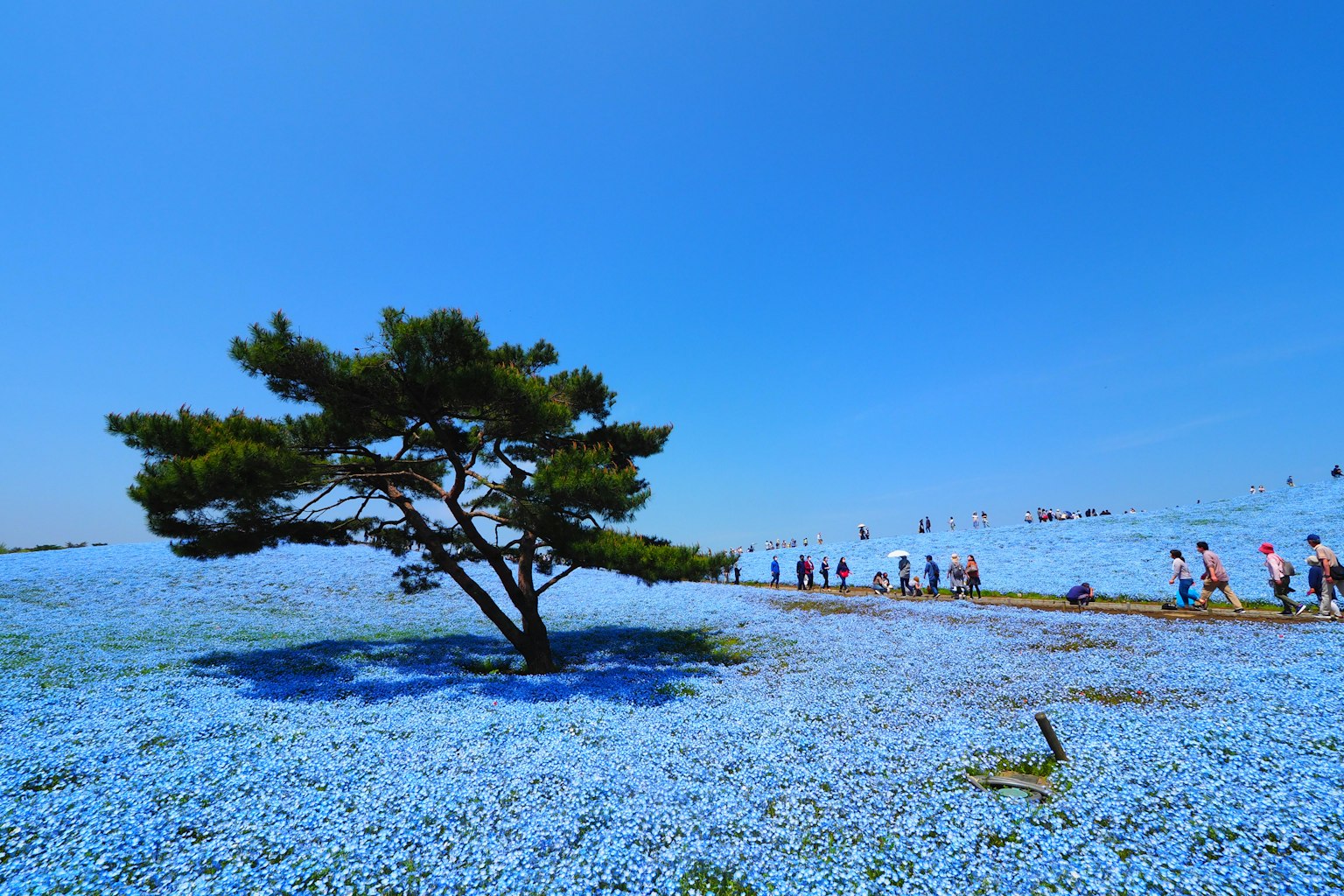 一棵树矗立在蓝色花海中，有游客