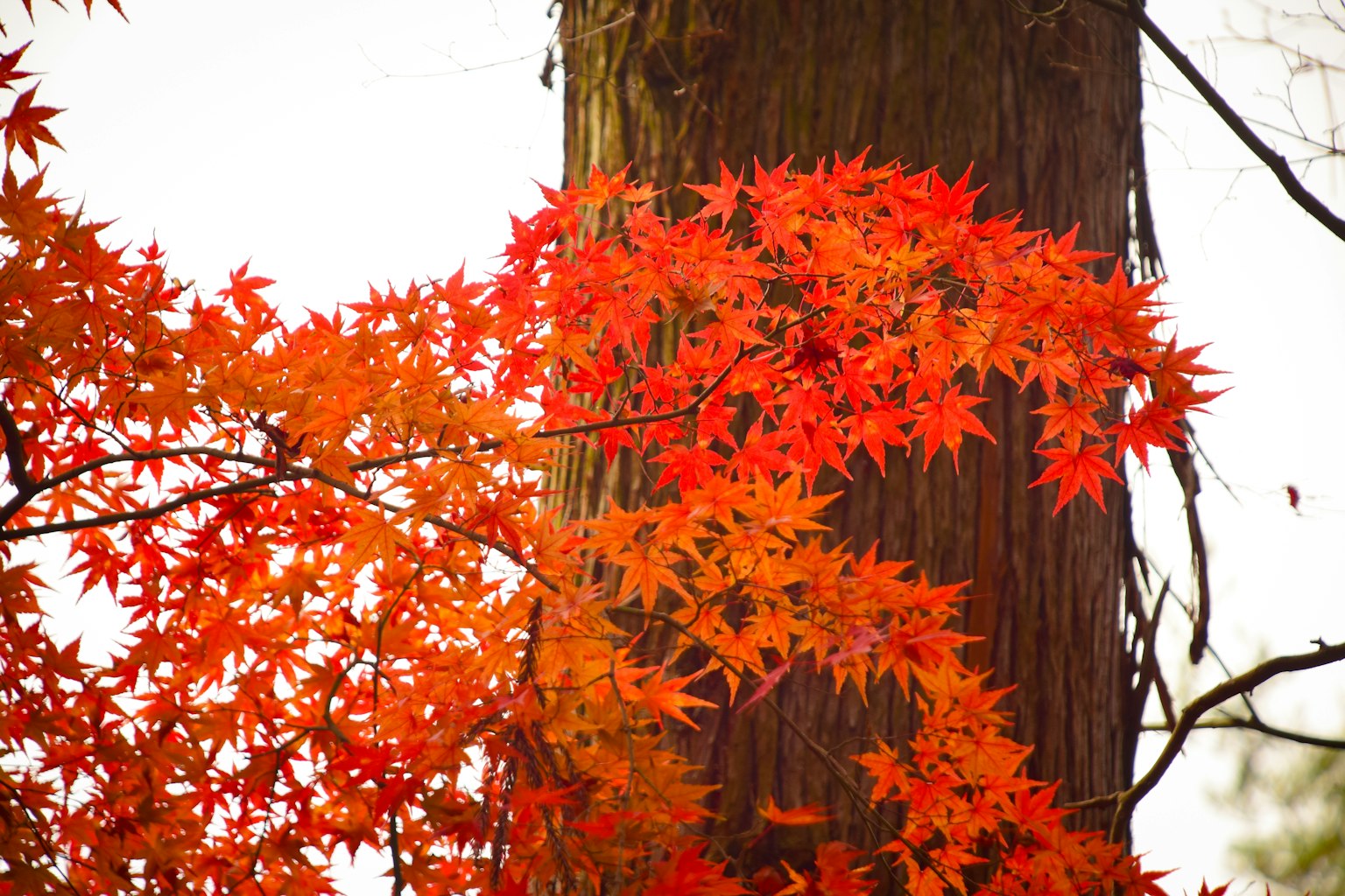 紅色楓葉纏繞在樹幹上