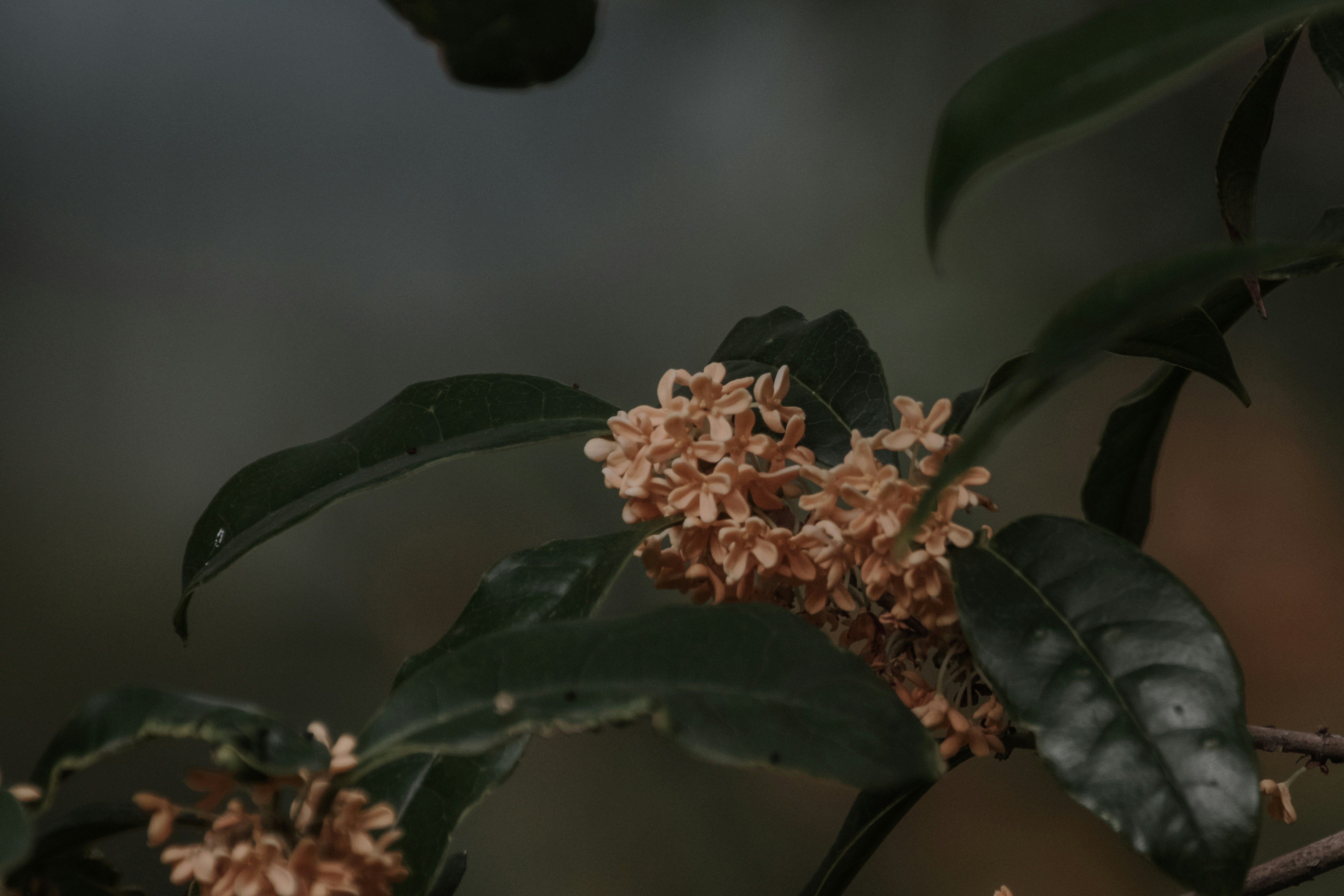 キンモクセイの花と濃い葉のクローズアップ