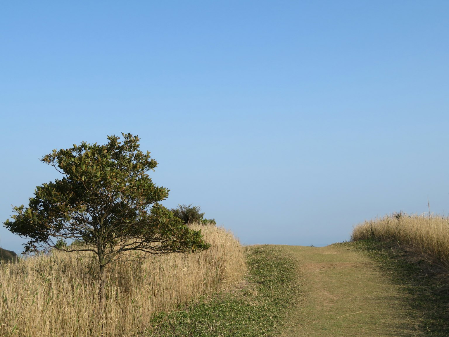Árbol al lado de un camino en una pradera bajo un cielo azul claro