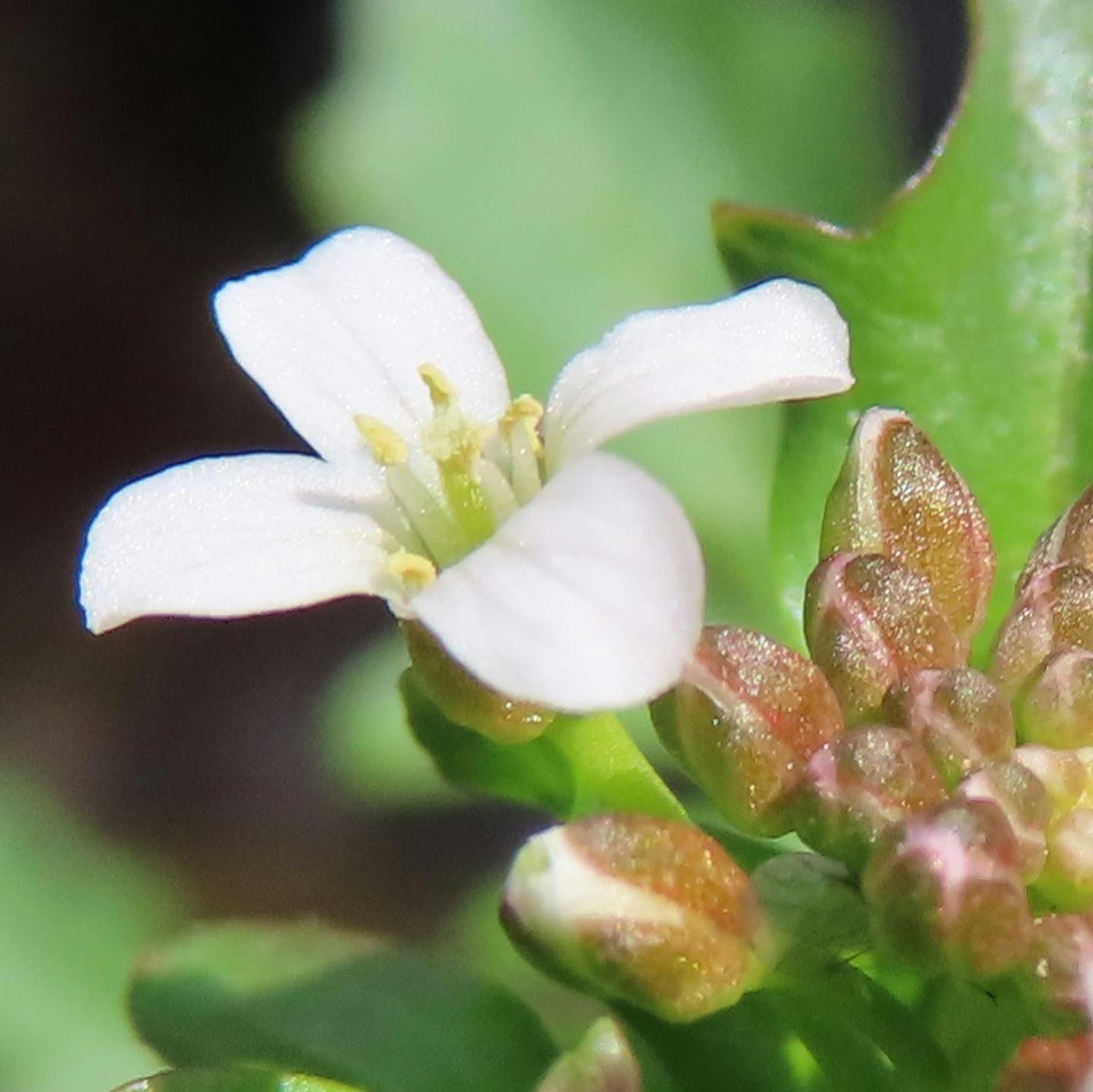 Gros plan d'une fleur blanche avec des bourgeons entourés de feuilles vertes