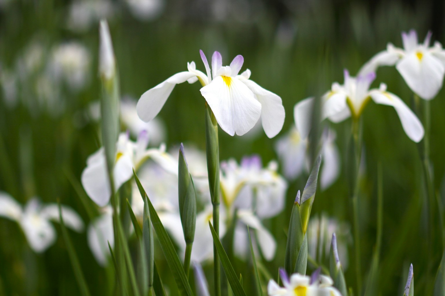 白色花朵与绿色叶子的田野