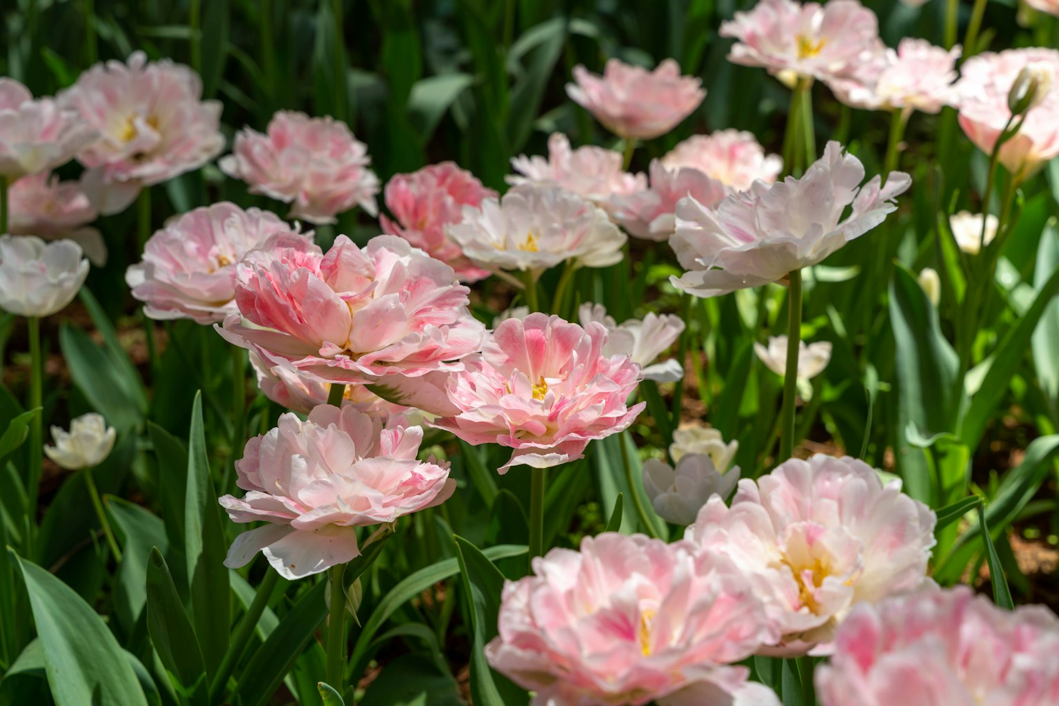 盛開的粉色鬱金香花園