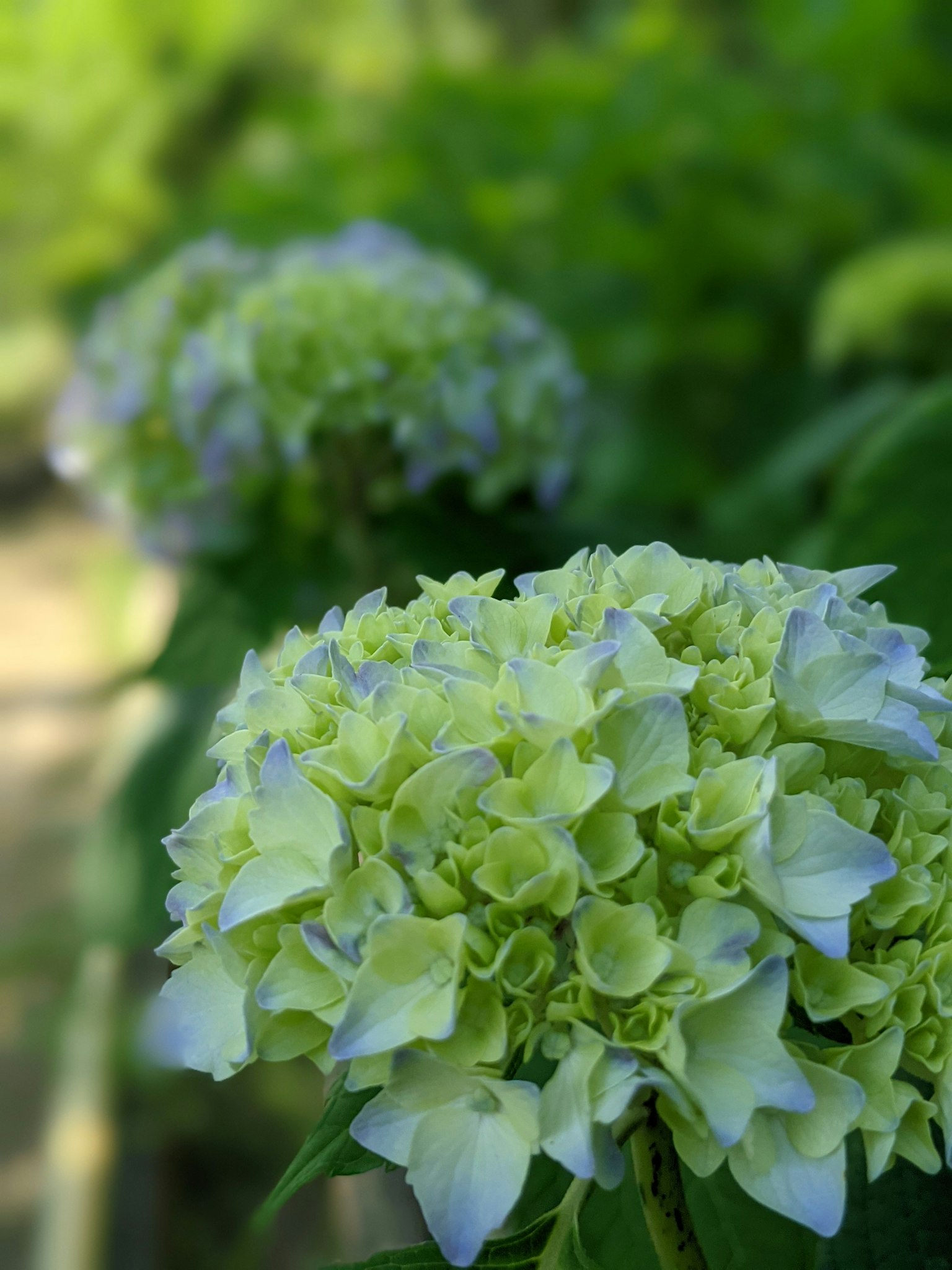 Blühende Hortensienblüten in blassgrün und weiß in einem Garten