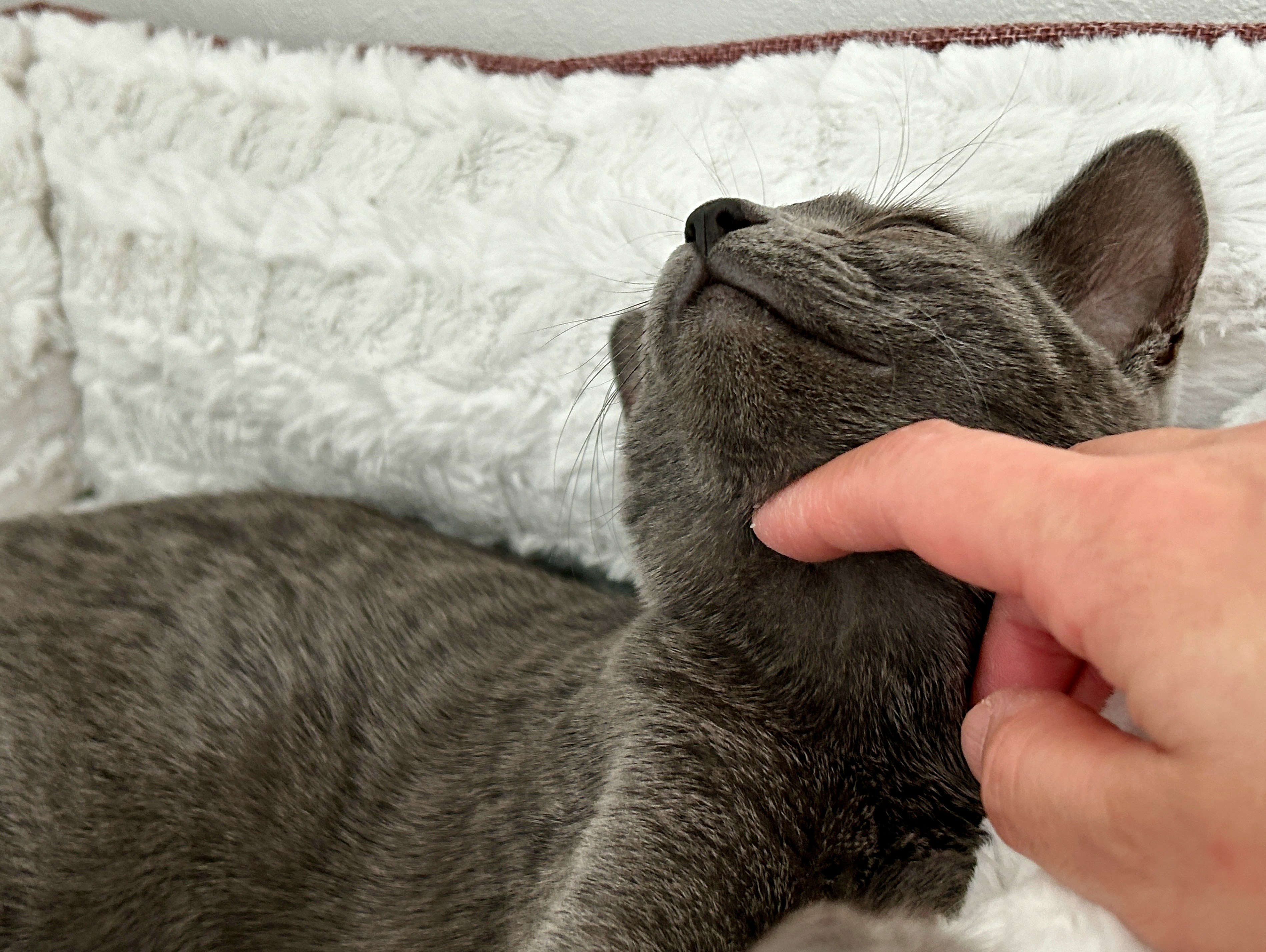 anak kucing abu-abu sedang dibelai lembut oleh tangan