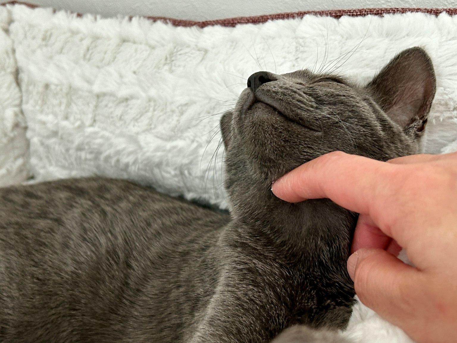 Graue Katze wird auf einem flauschigen Kissen gestreichelt